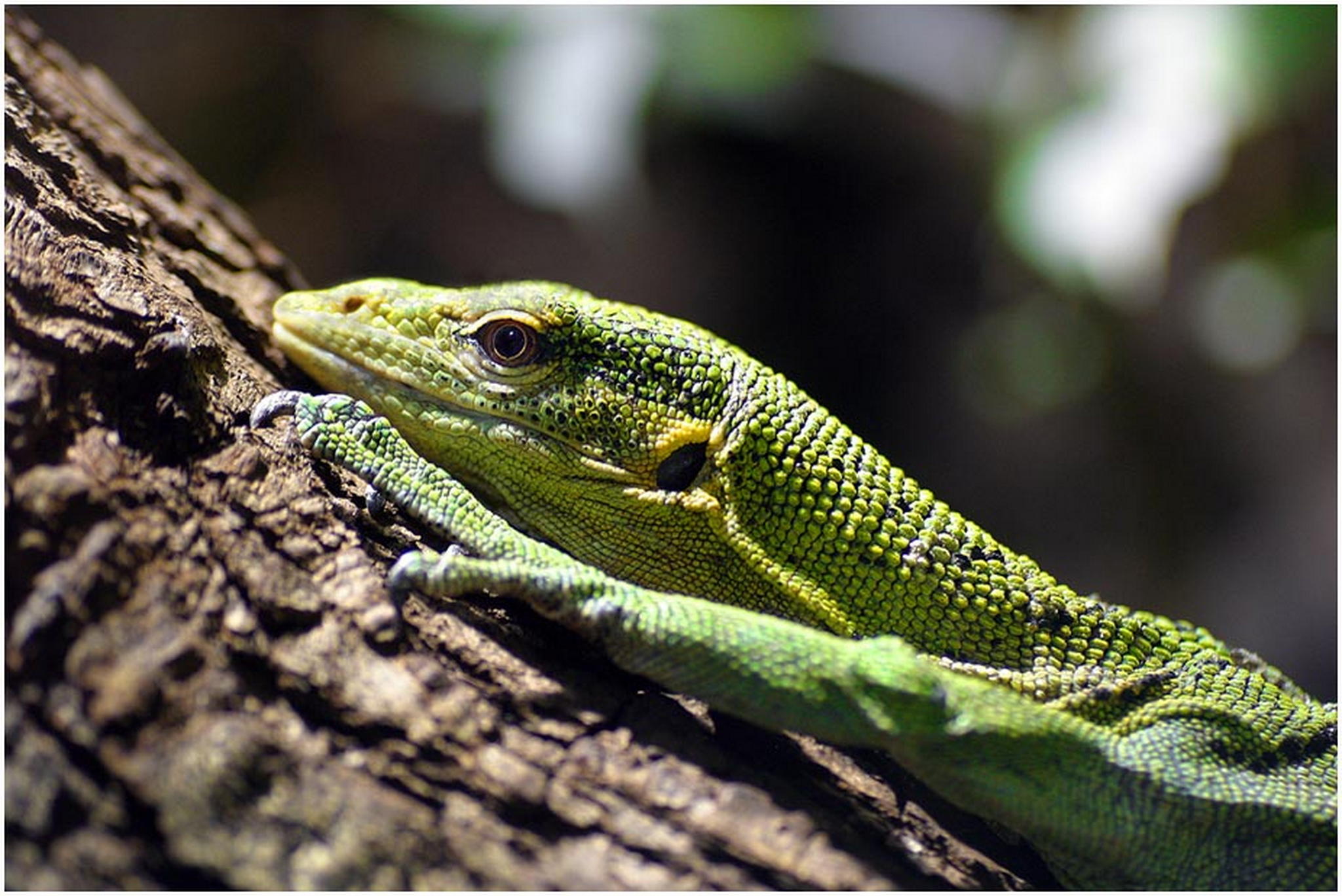 Nochn scharfer blick 6011100570 o