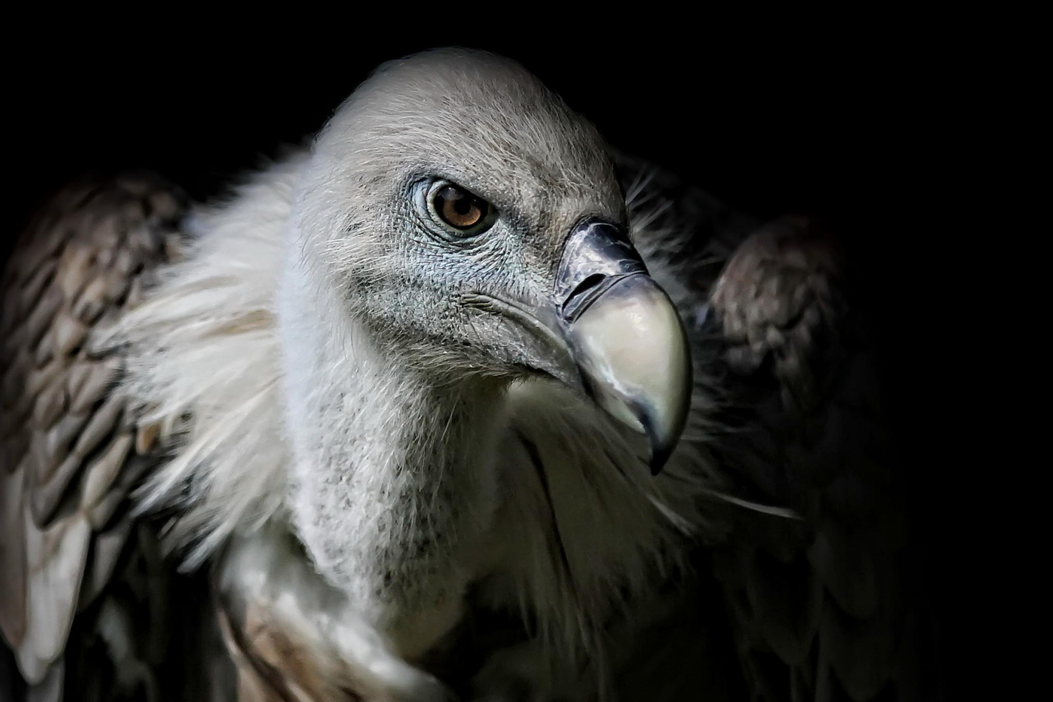 Norbert der gnsegeier 7692790728 o