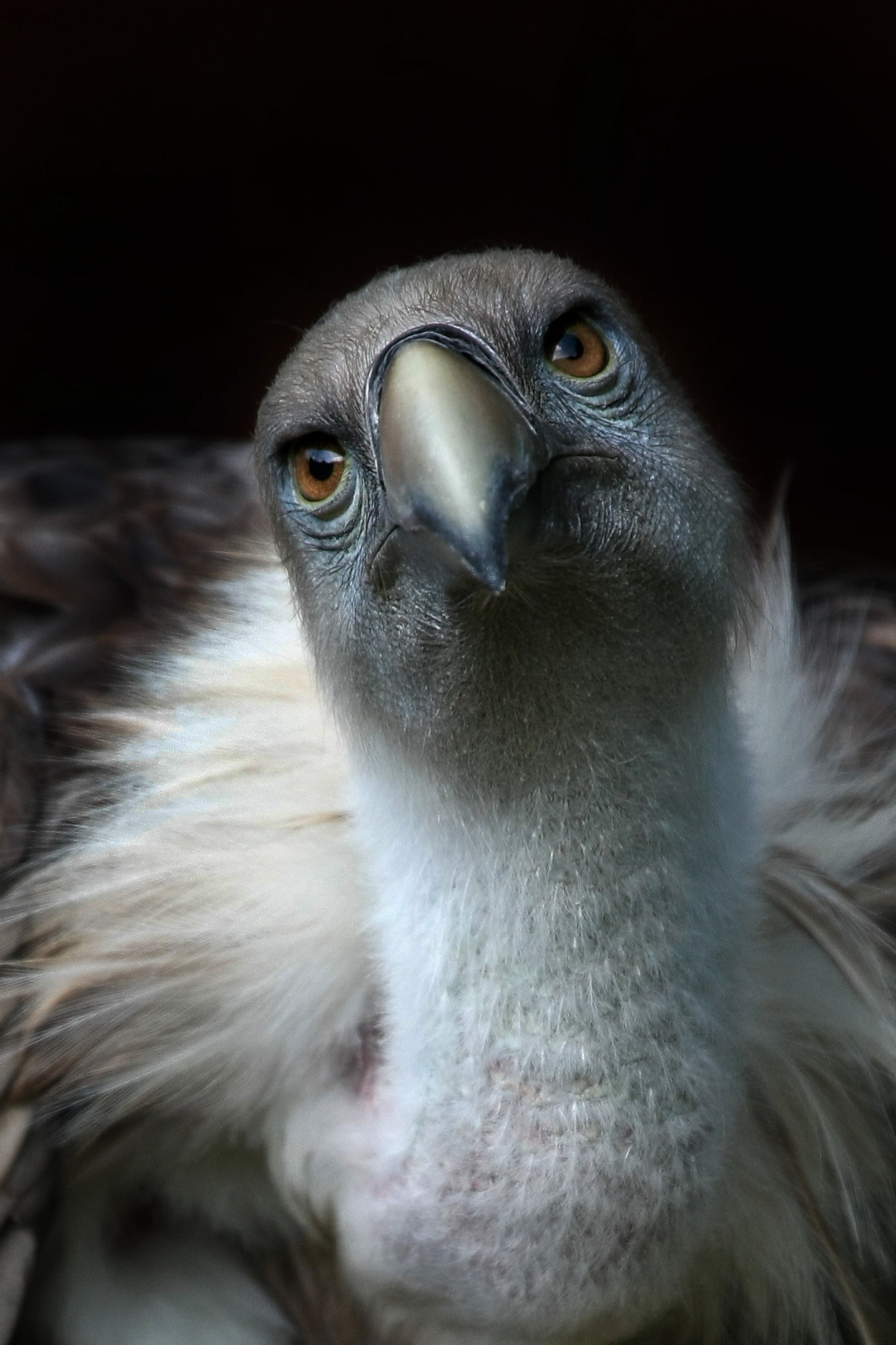 Norbert 7691884966 o