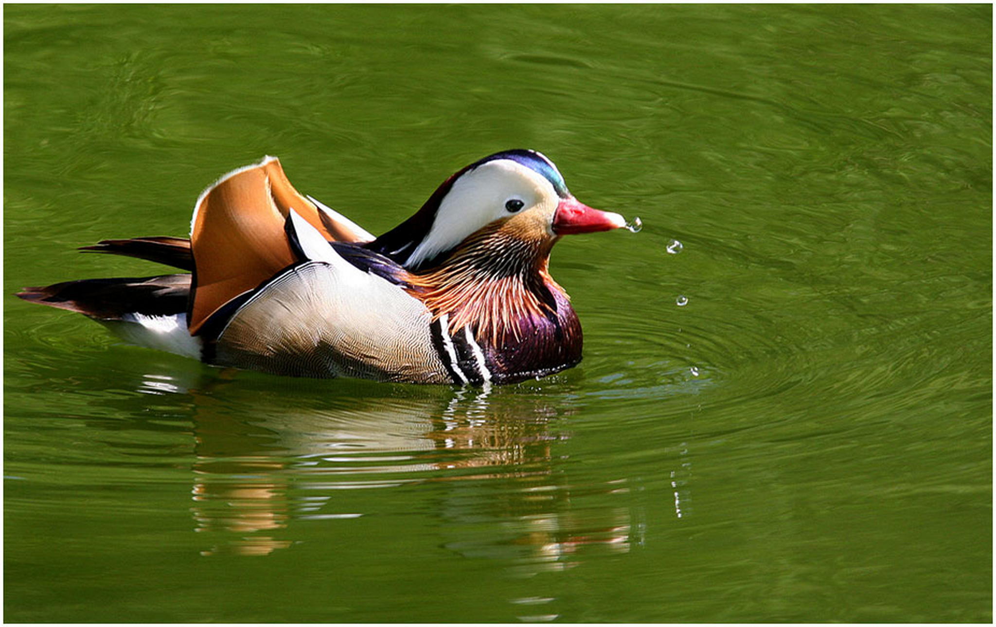 Nur ne entenur ne ente 6011070766 o