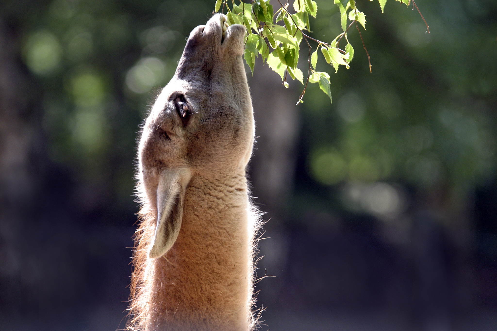 Oben ist immer leckererer 13804750634 o