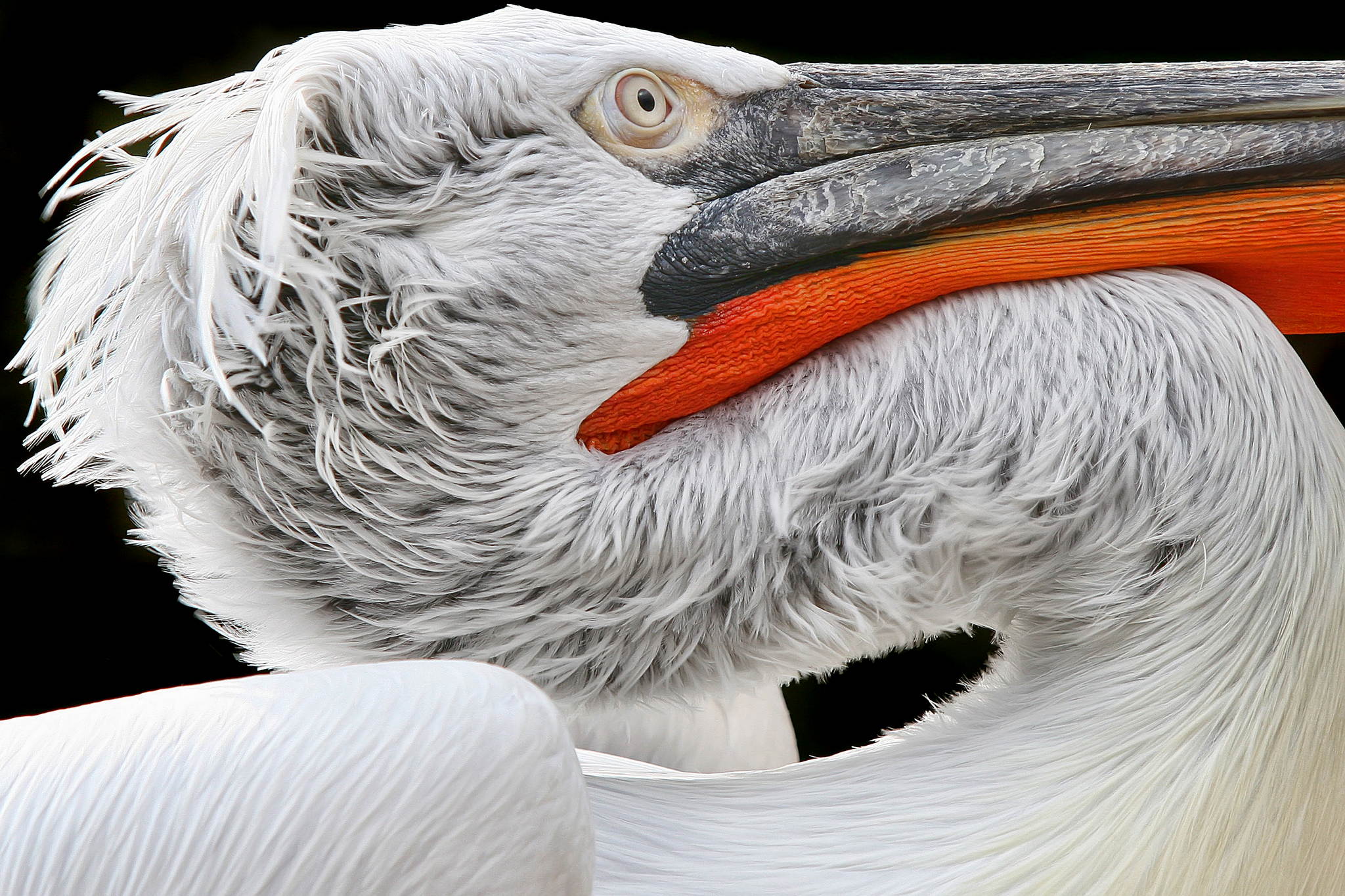 Pelikano 13543356974 o