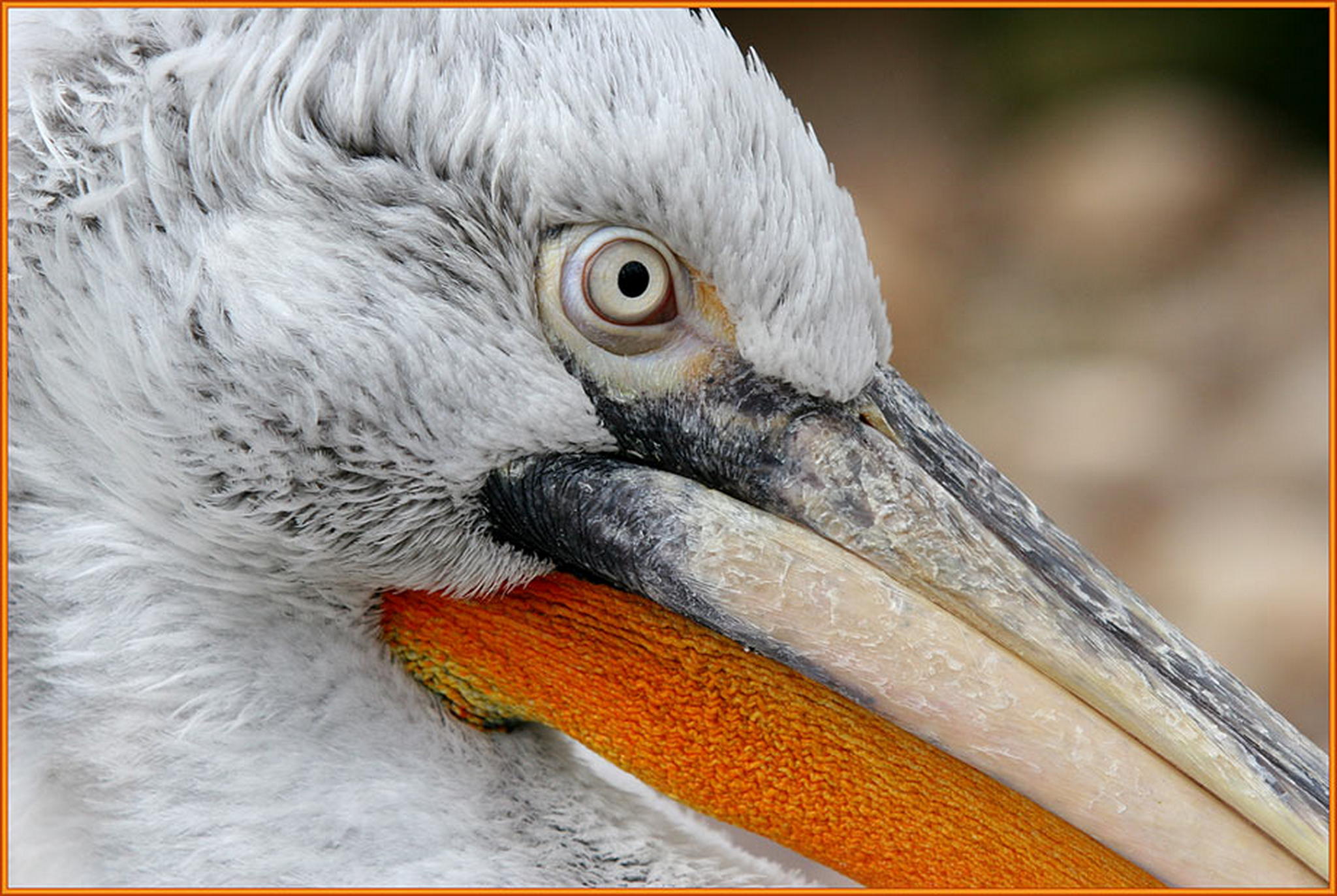 Pelikano 6010522497 o