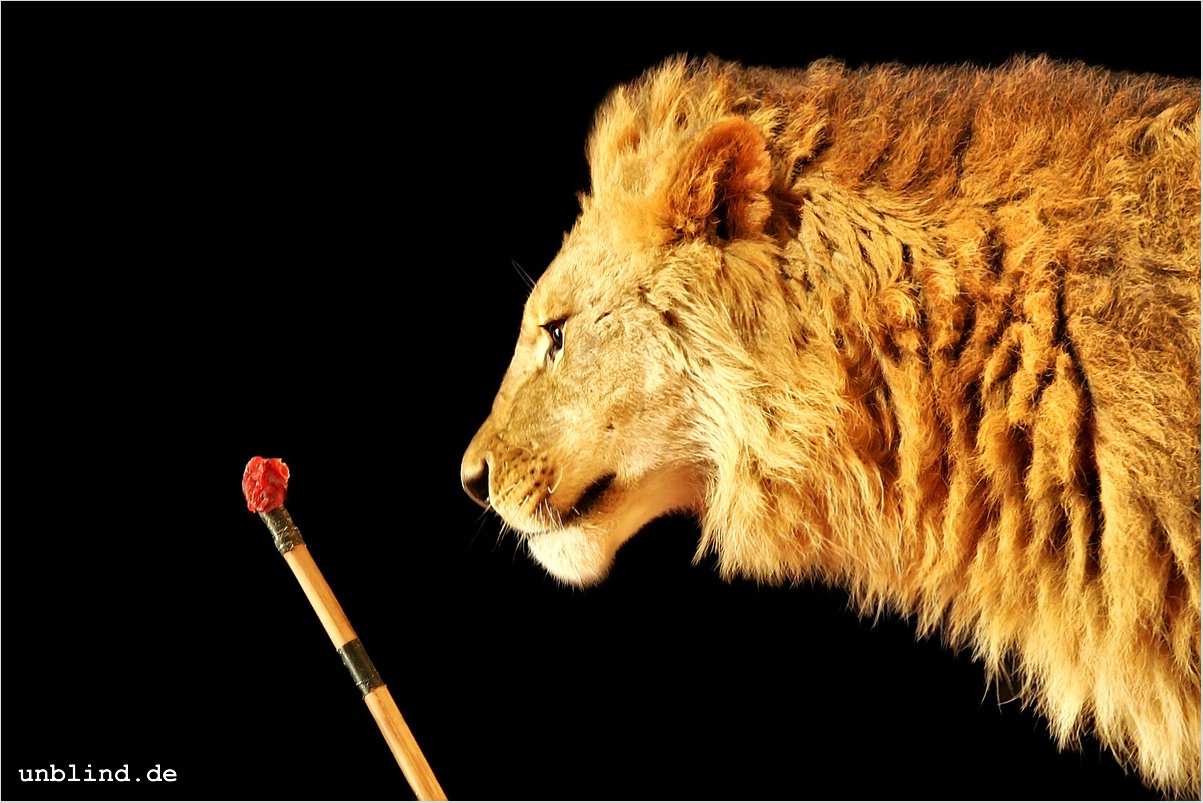 Pferdefleisch 8524627628 o