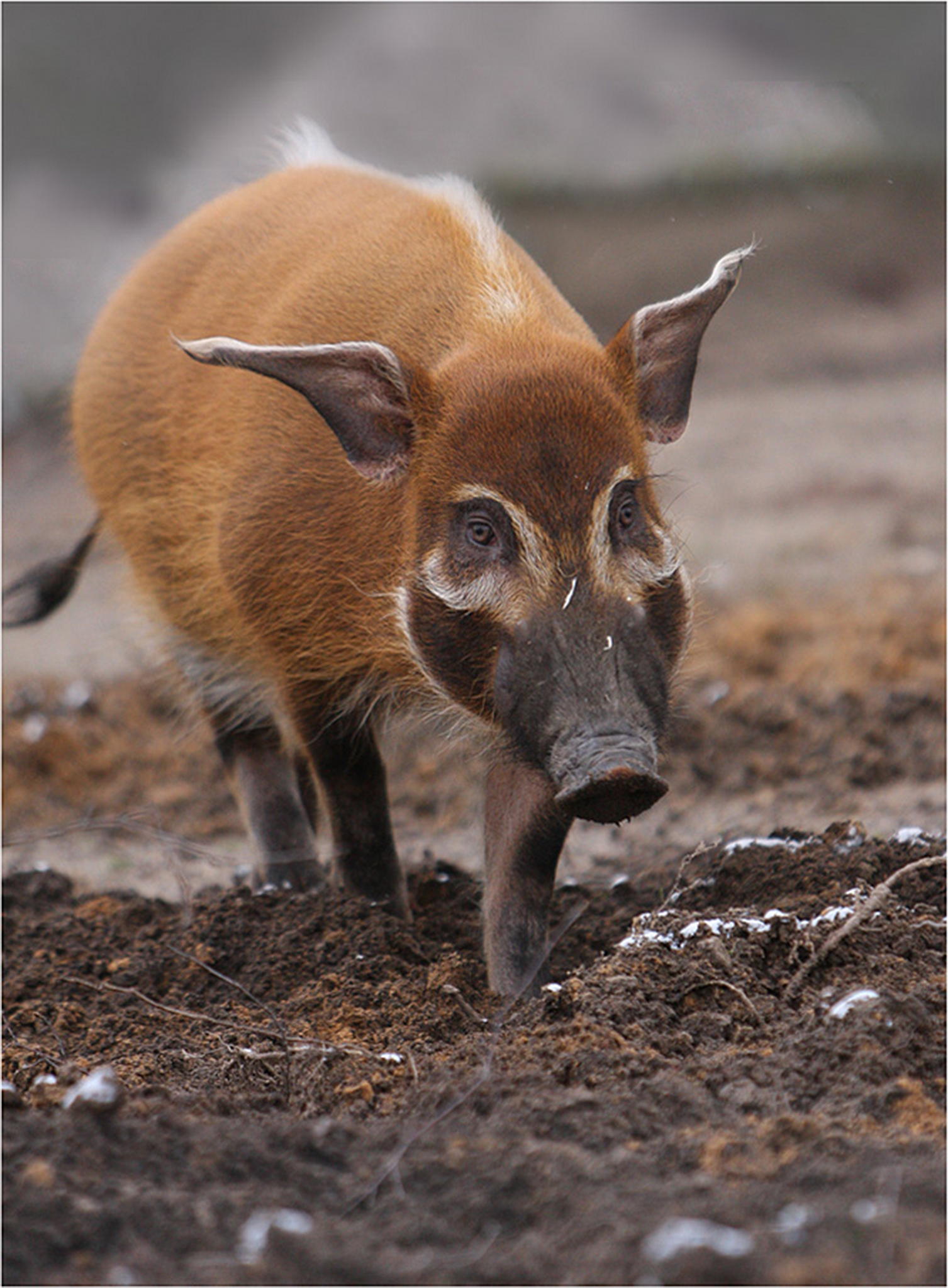 Pinselohrschweinchen 6010933676 o