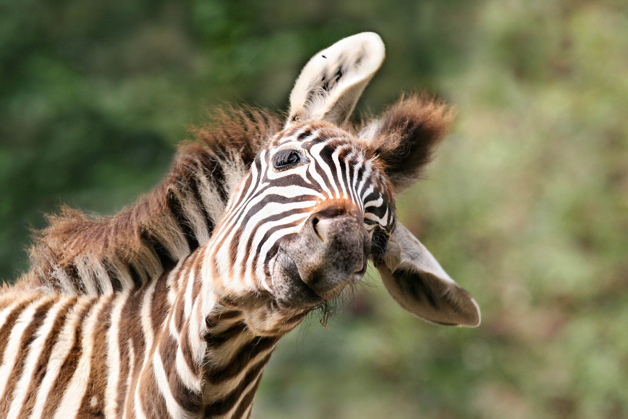 Plagegeist 17032872378 o