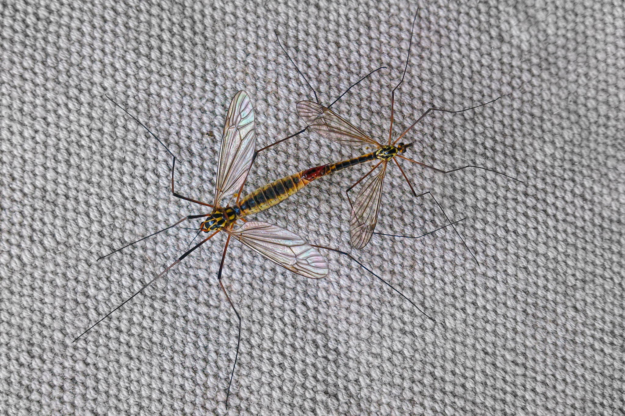 Public sex 14062980211 o