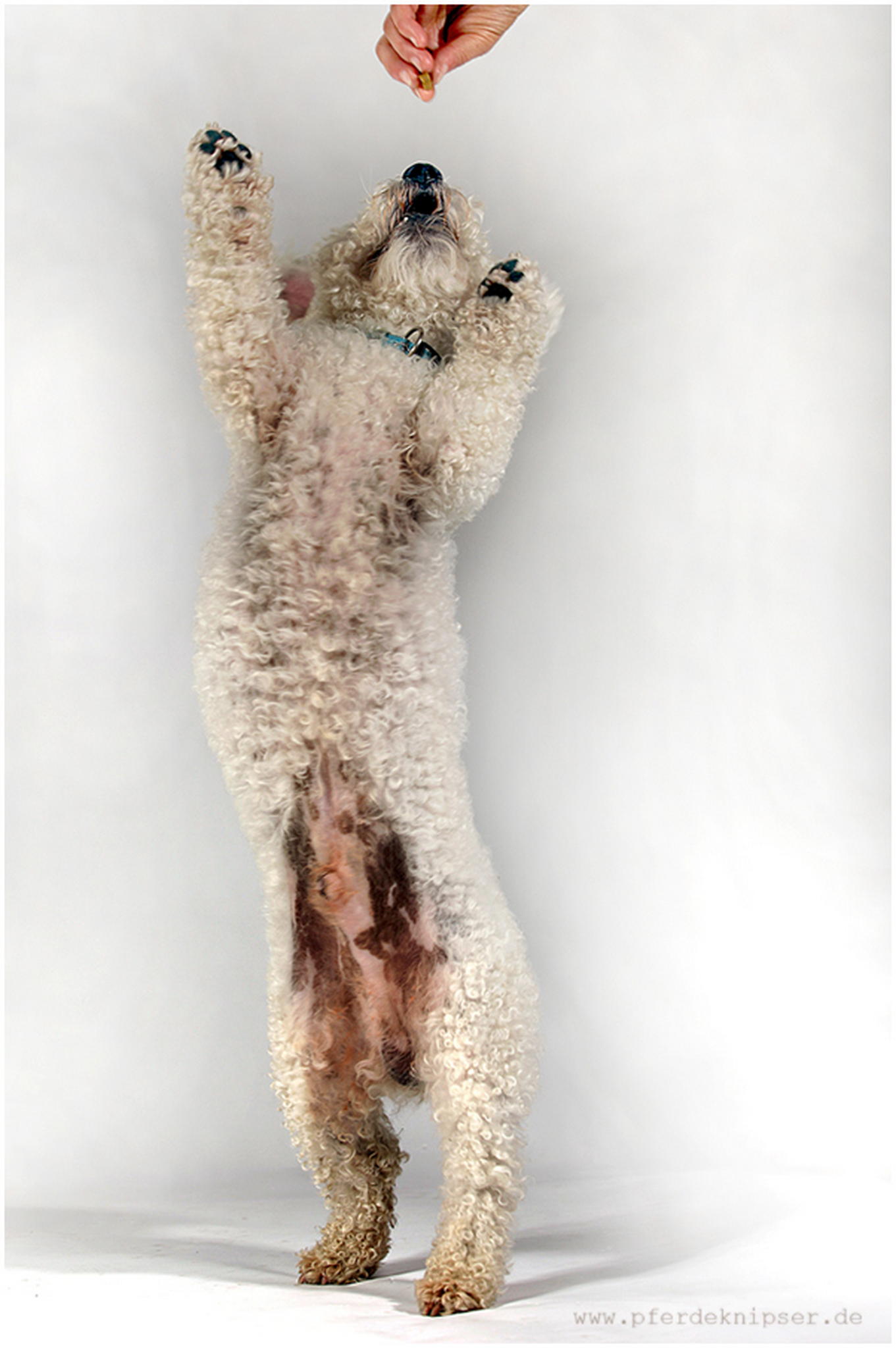 Quinzie tanzt 6010462149 o