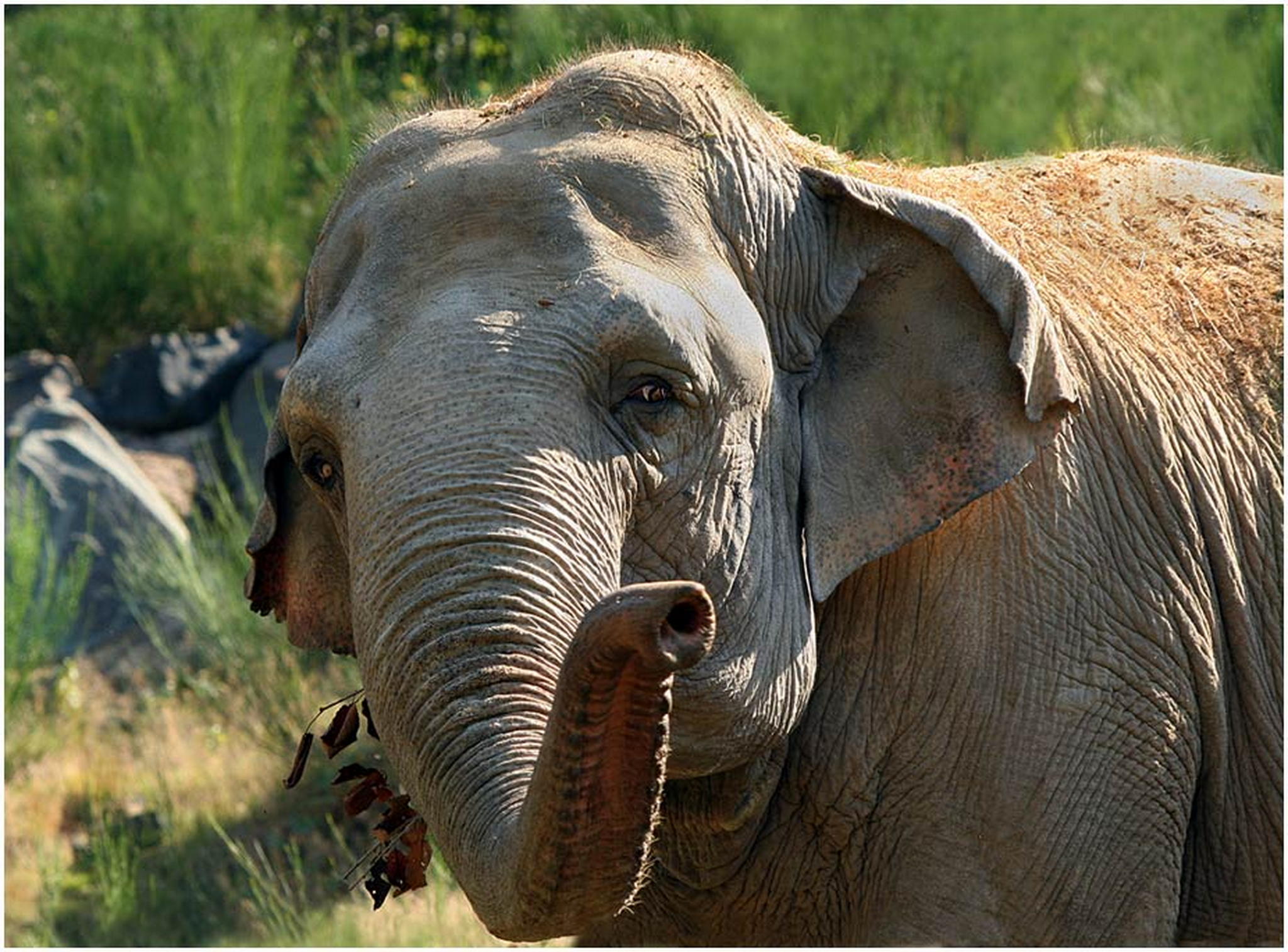 Richtig listig 6011103832 o