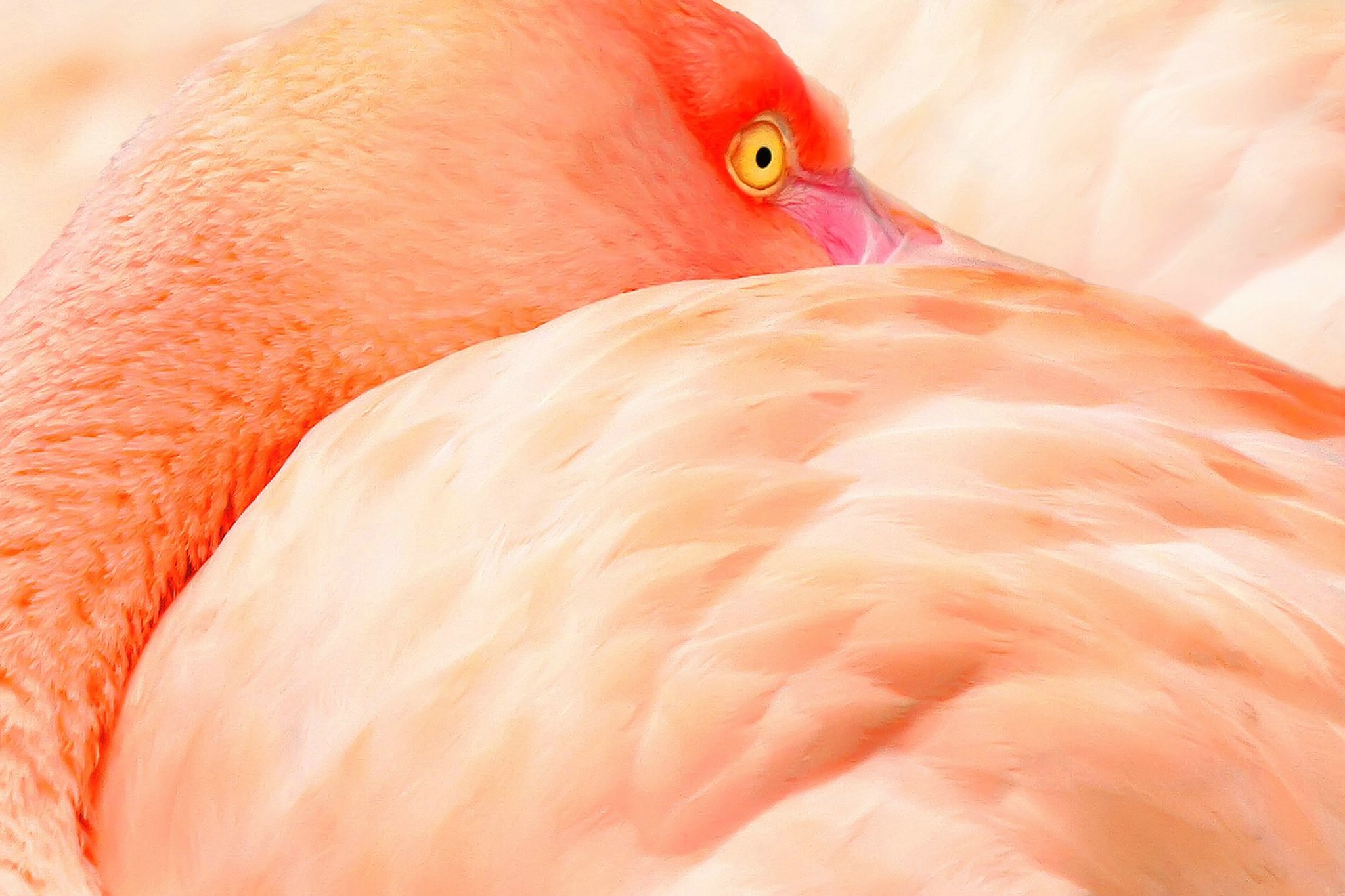 Rosarosarot 13568483934 o