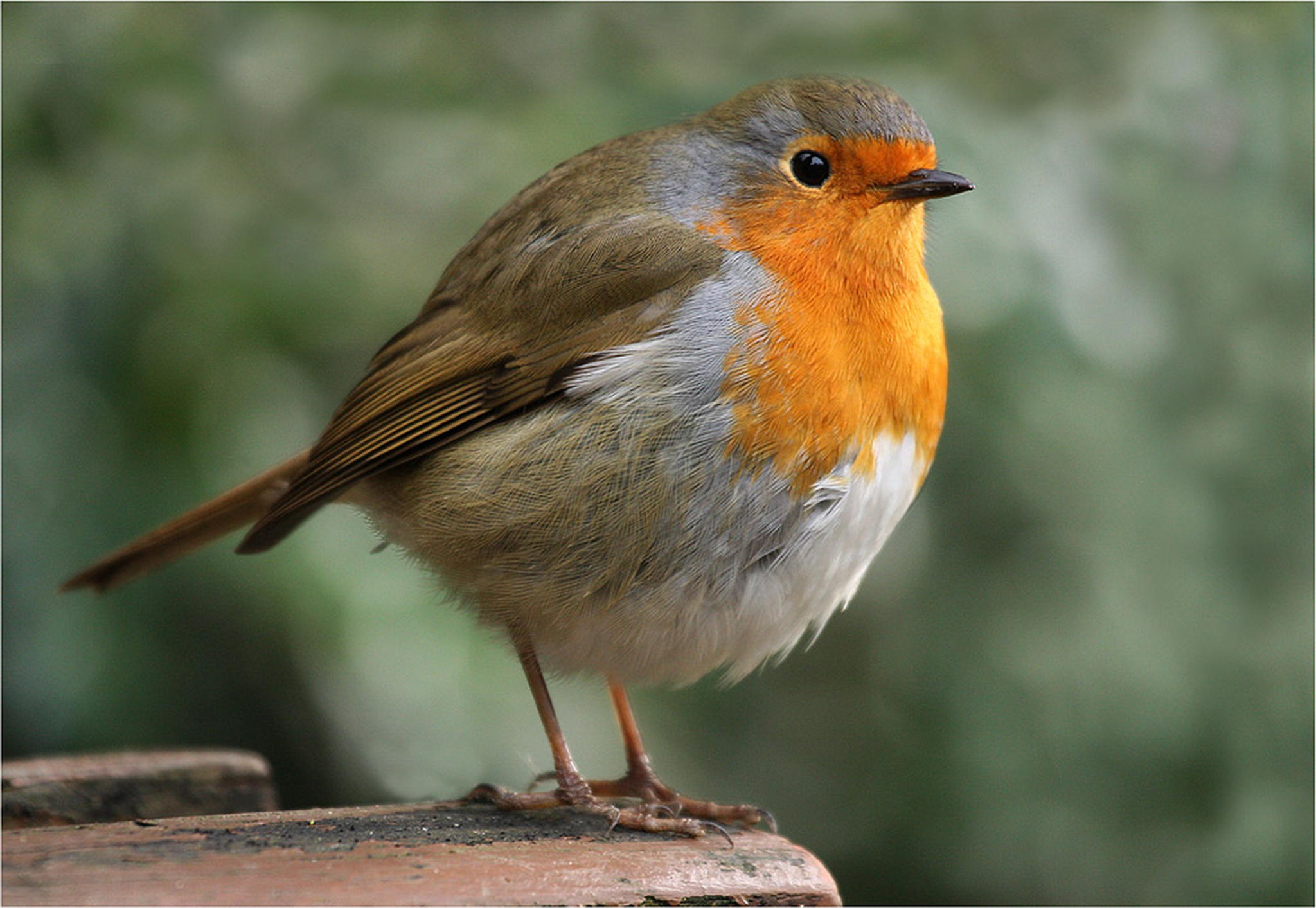 Rotkehlchen 6010938042 o