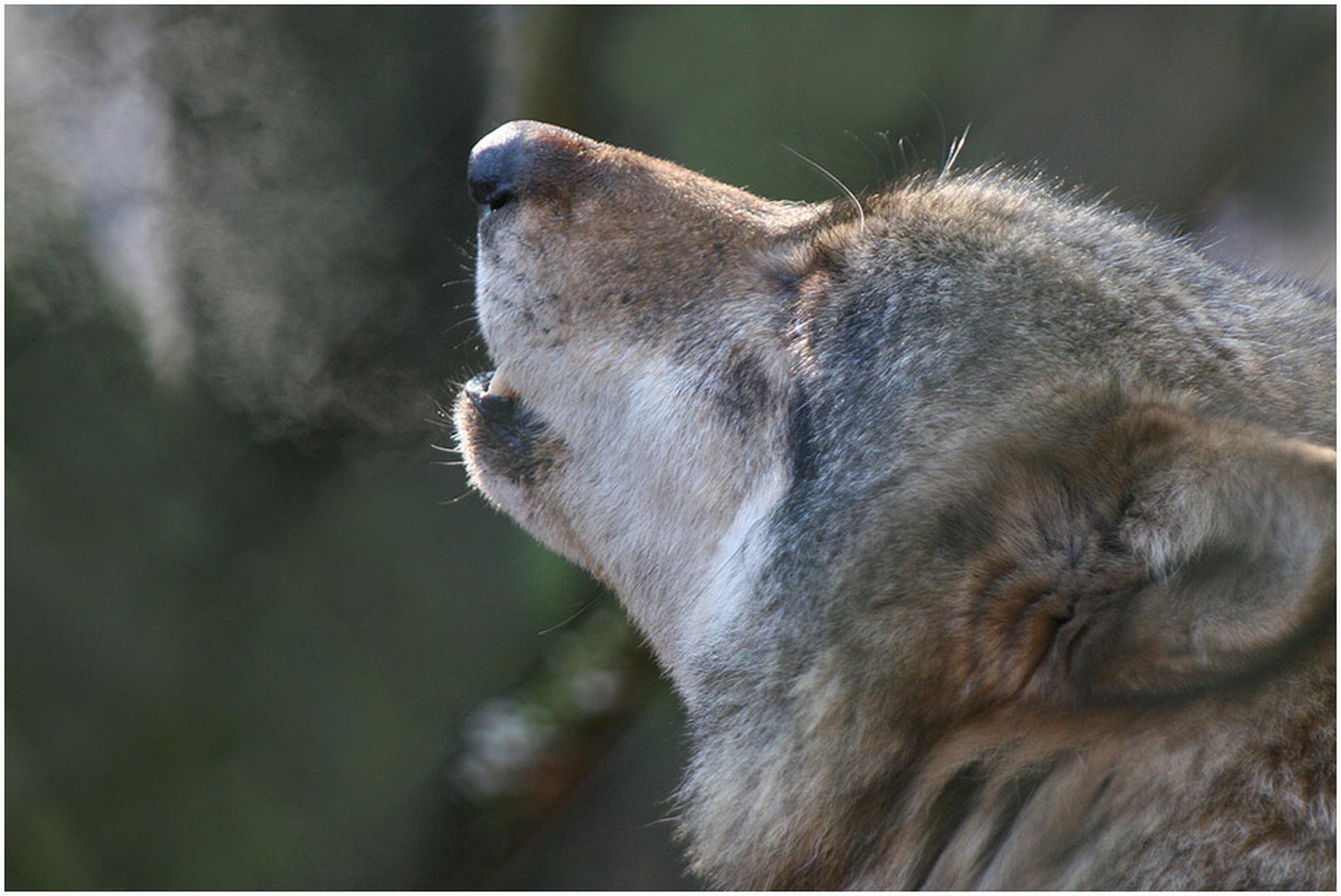 Ruf des wolfes 6010534547 o