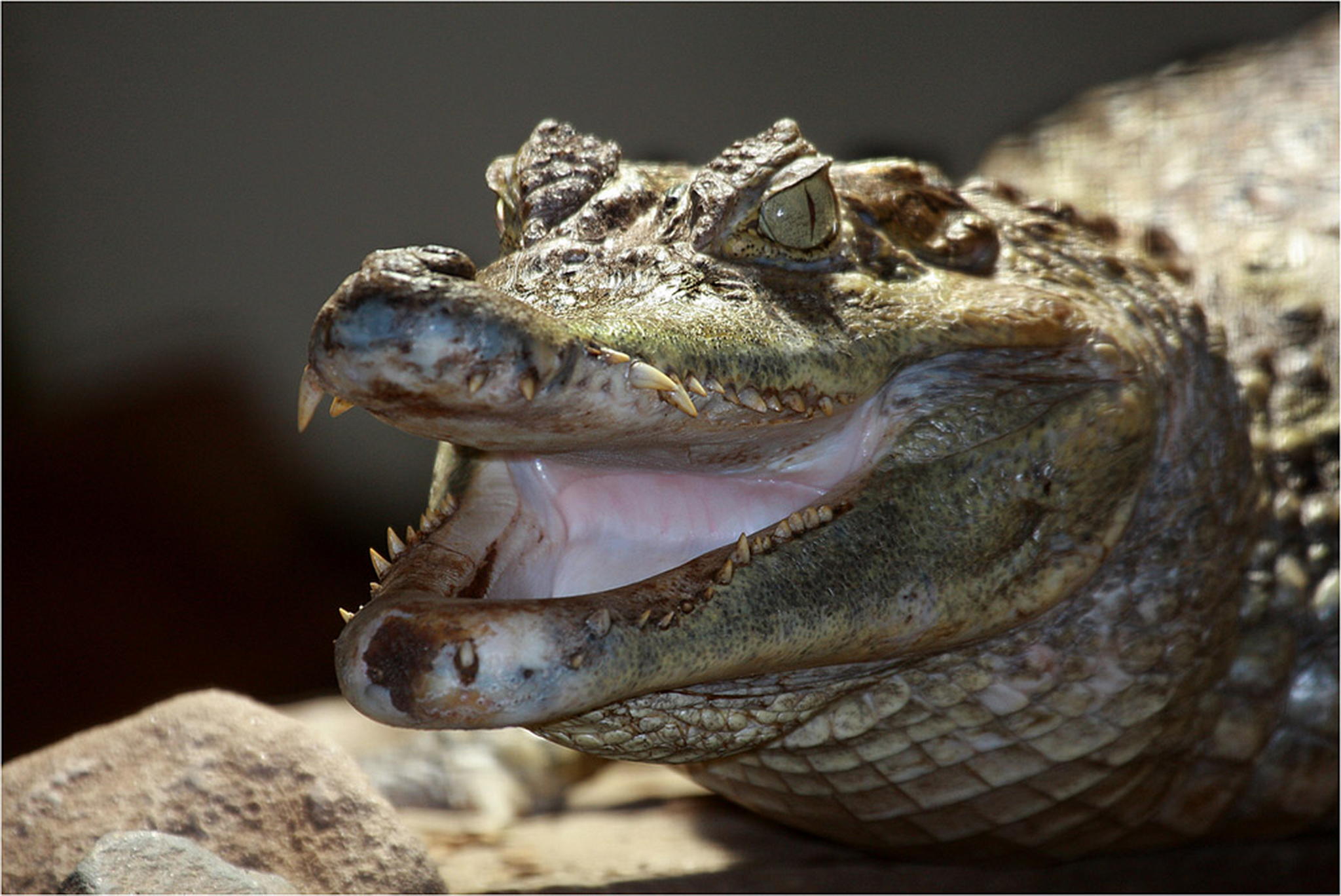 Sag mal aaah 6011029960 o