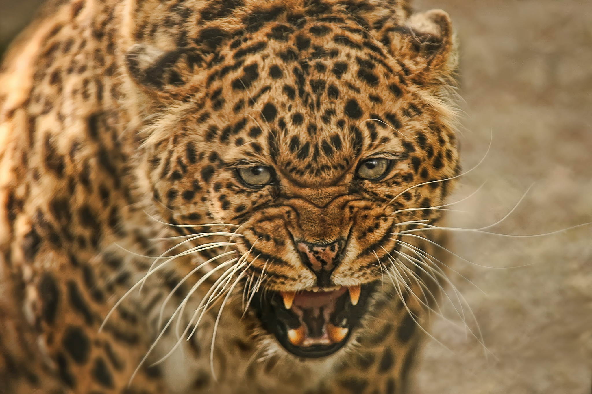 Sag mal cheese 13922429572 o