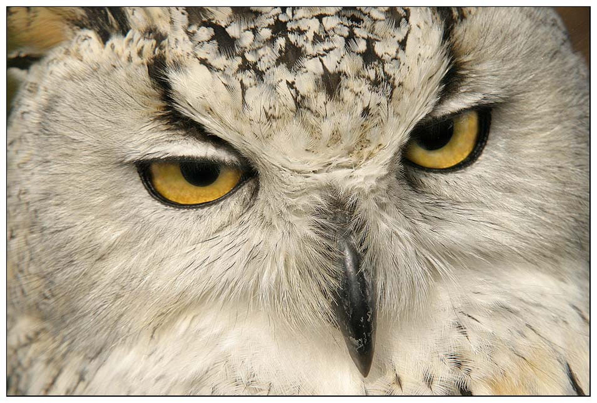 Scharfer blick 6011128910 o