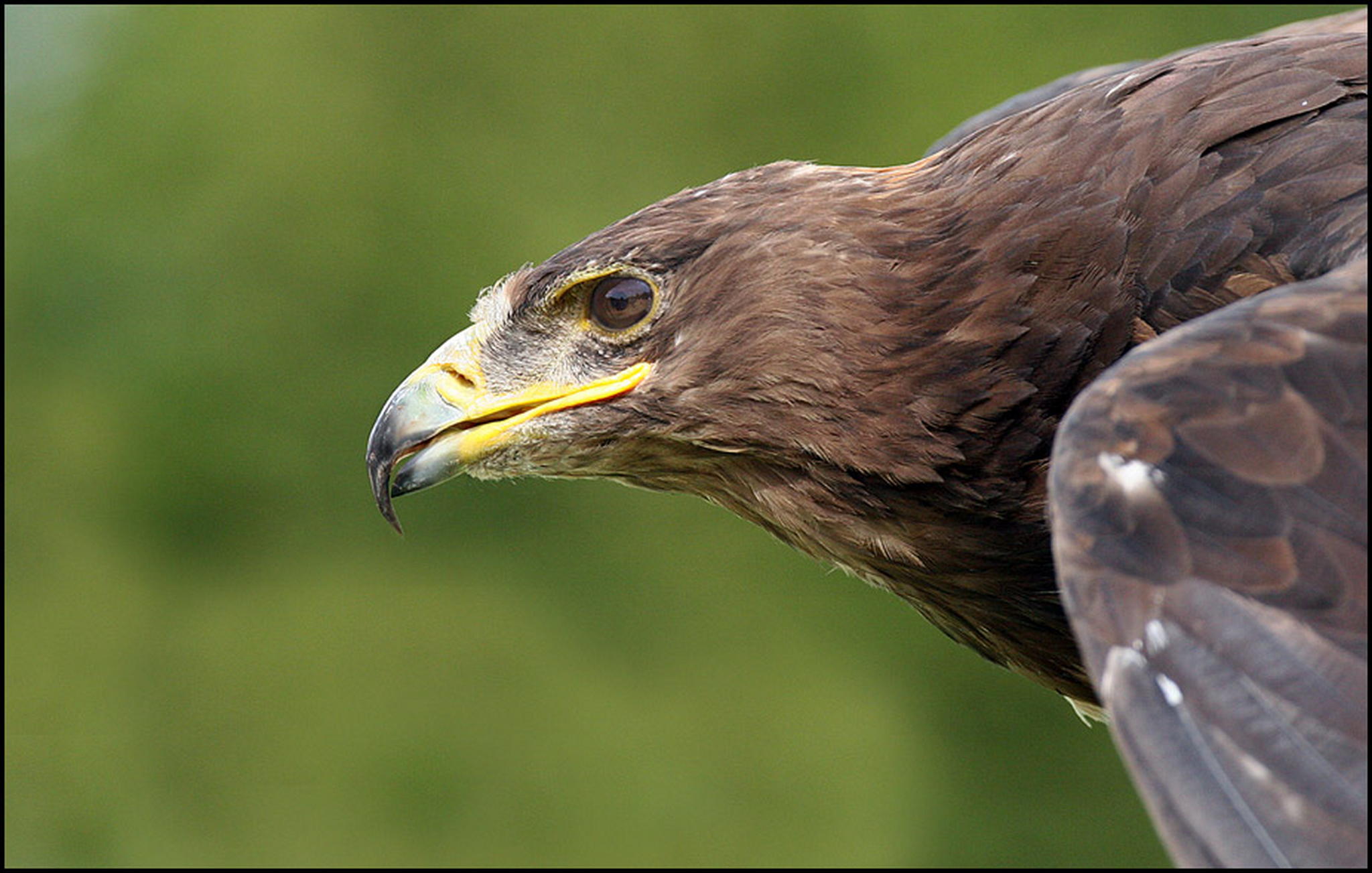 Scharfer schnabel 6011070526 o