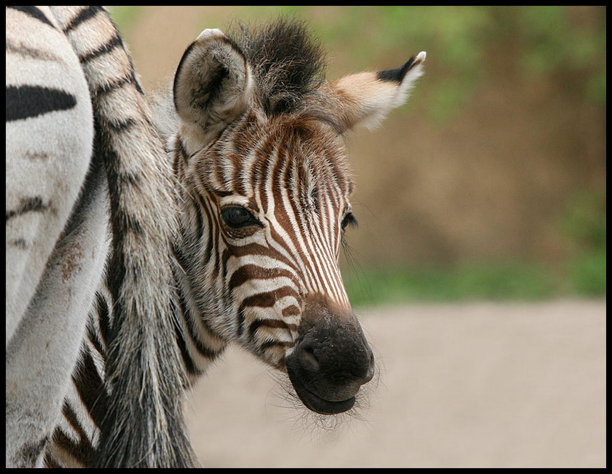 Schchtern 6010536633 o