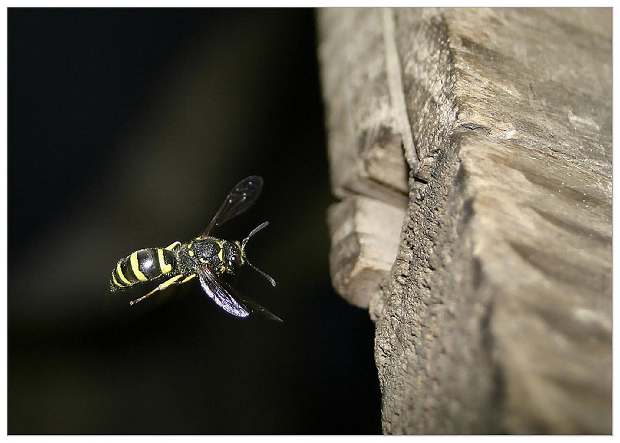 Schlupfwespe im anflug 6010826753 o