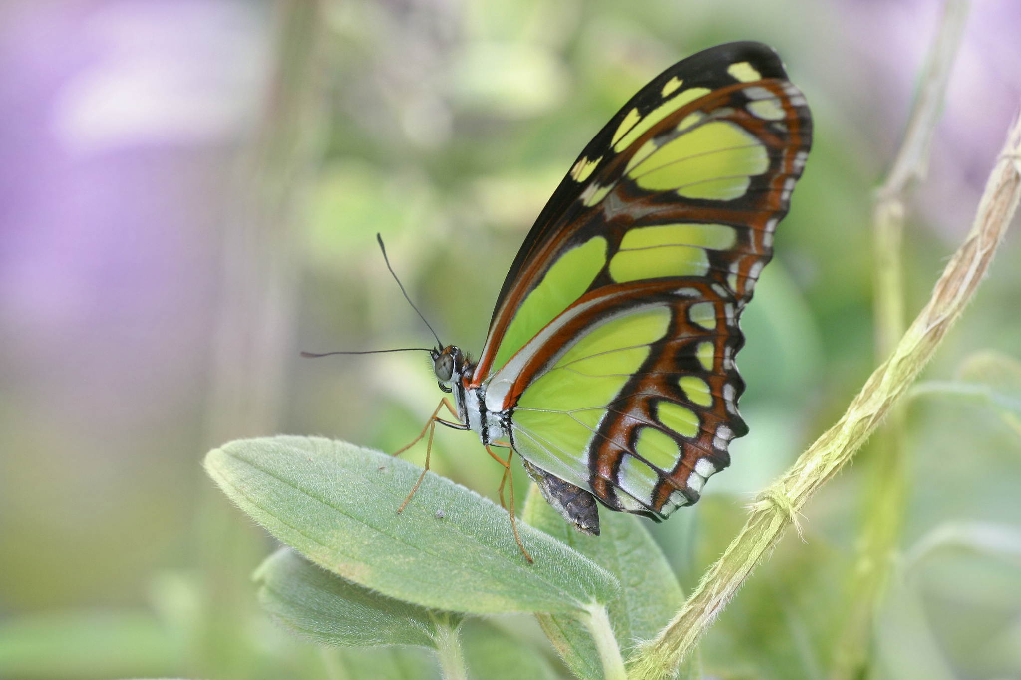 Schmetterling schmetterling du kleines ding 14061245826 o