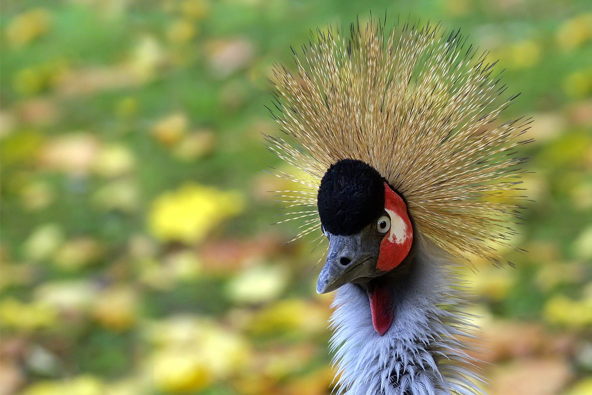 Schn bunt 13575316425 o