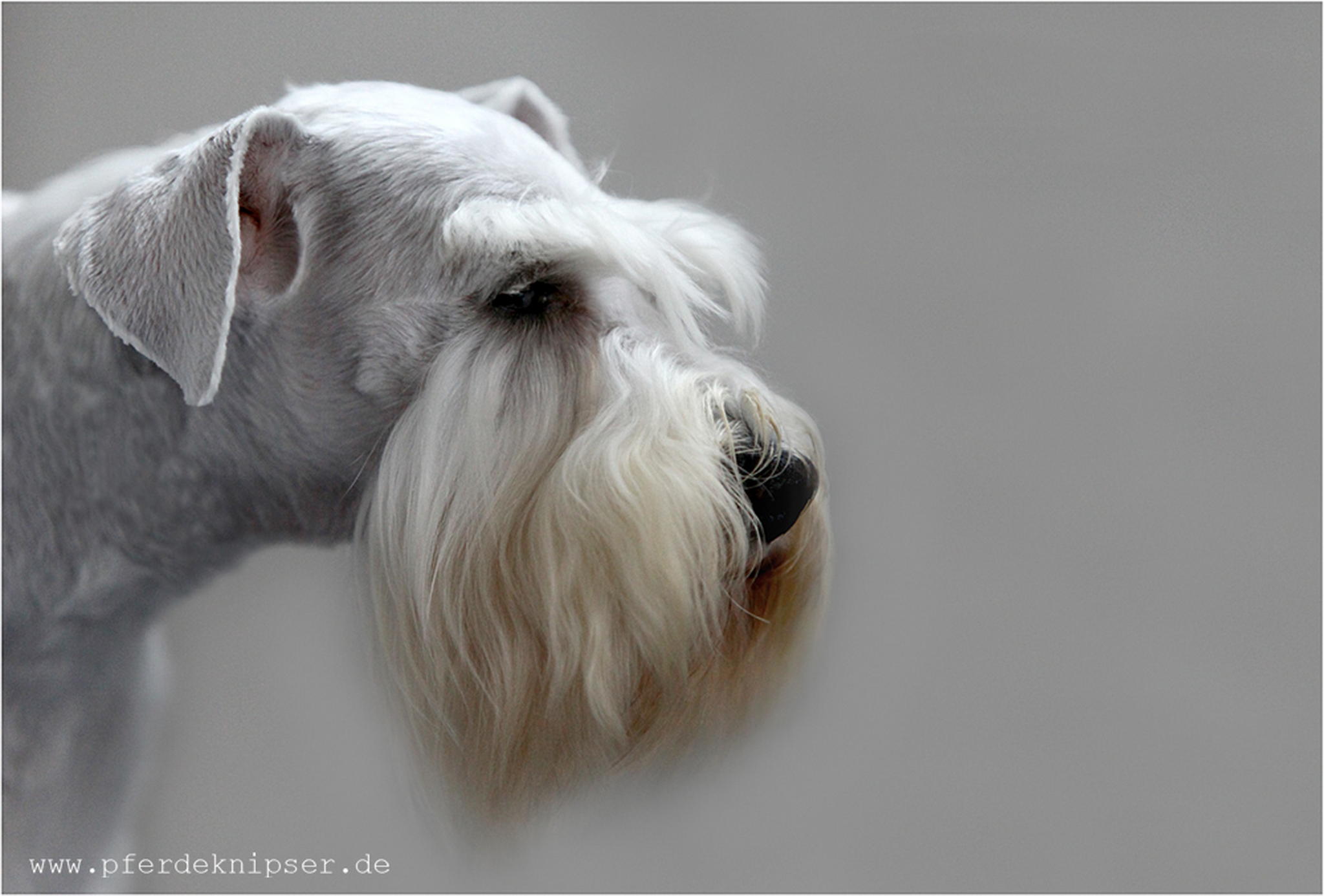 Schnauzbart 6010464211 o