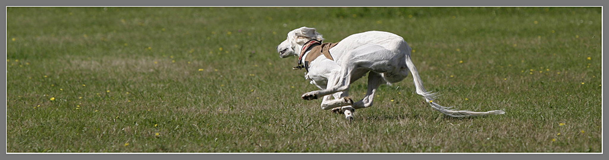 Schnell 6010823945 o