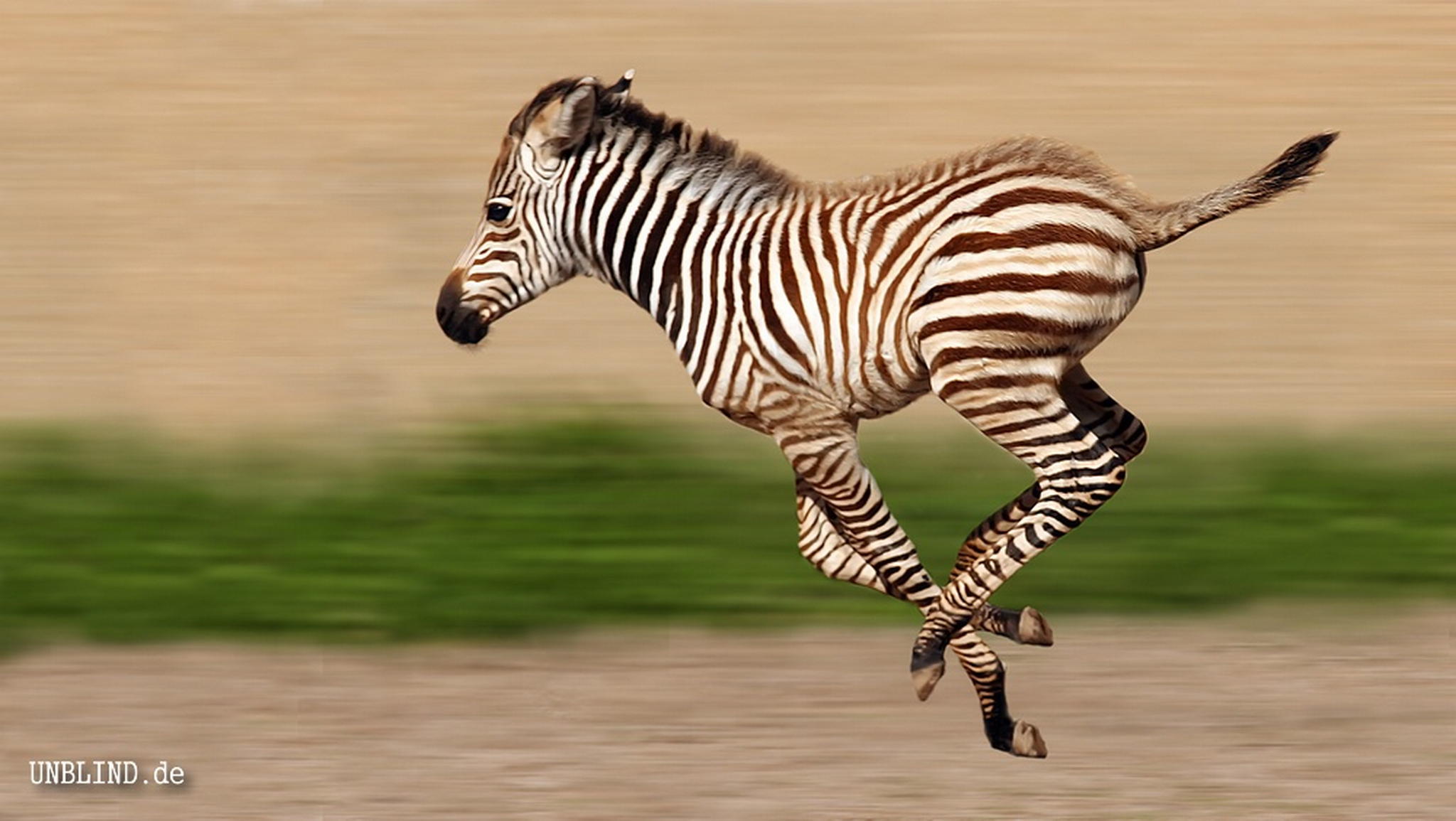 Schnelle streifen 6425942785 o