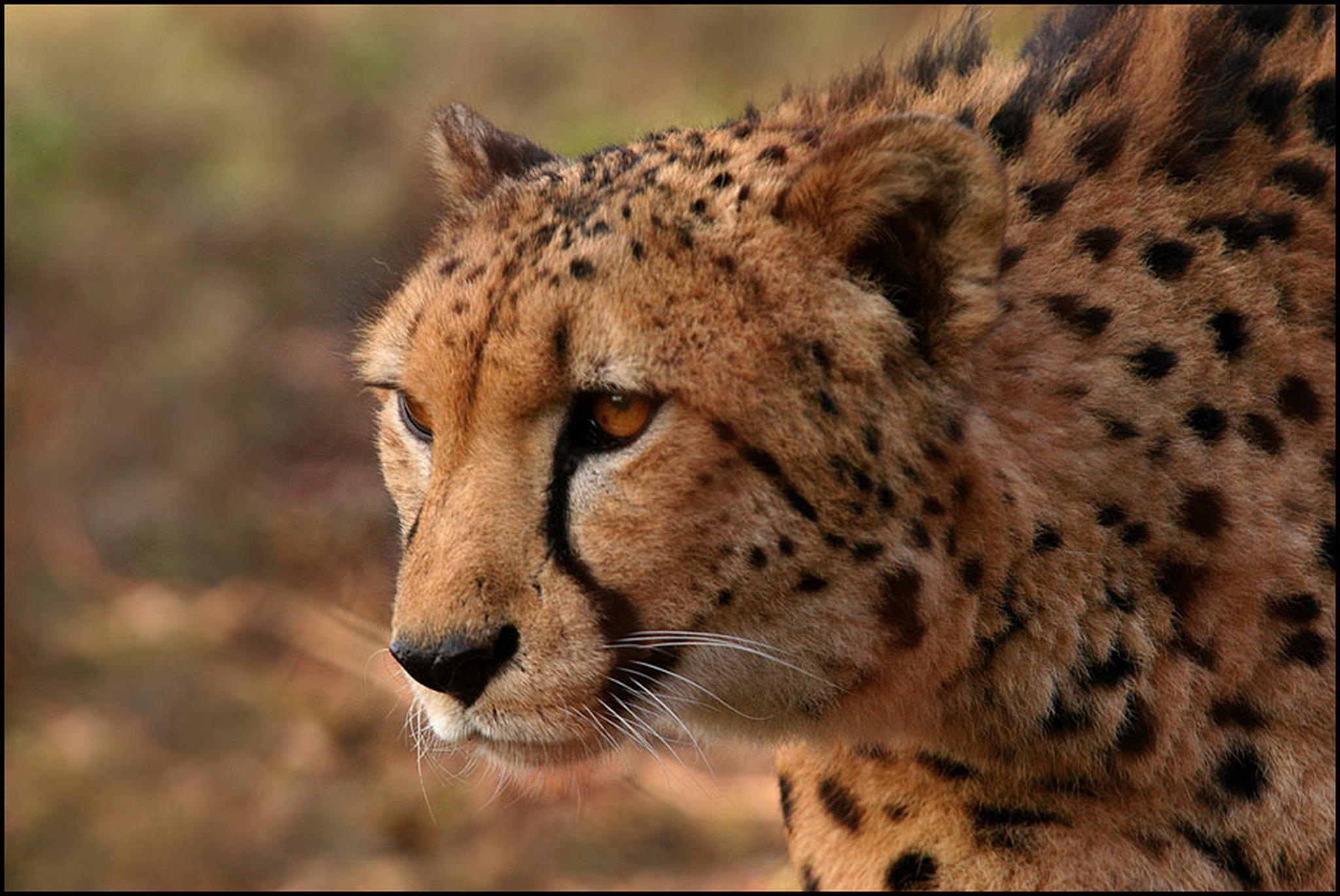 Schneller jger 6011082746 o