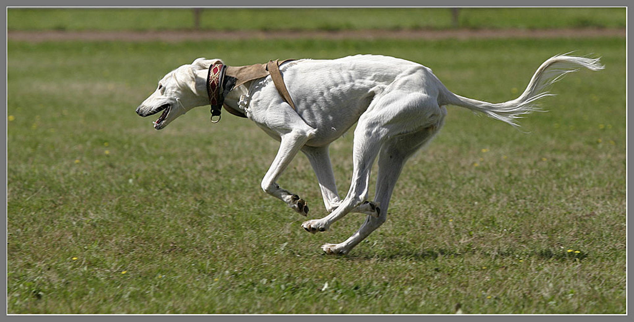 Schneller 6011374234 o