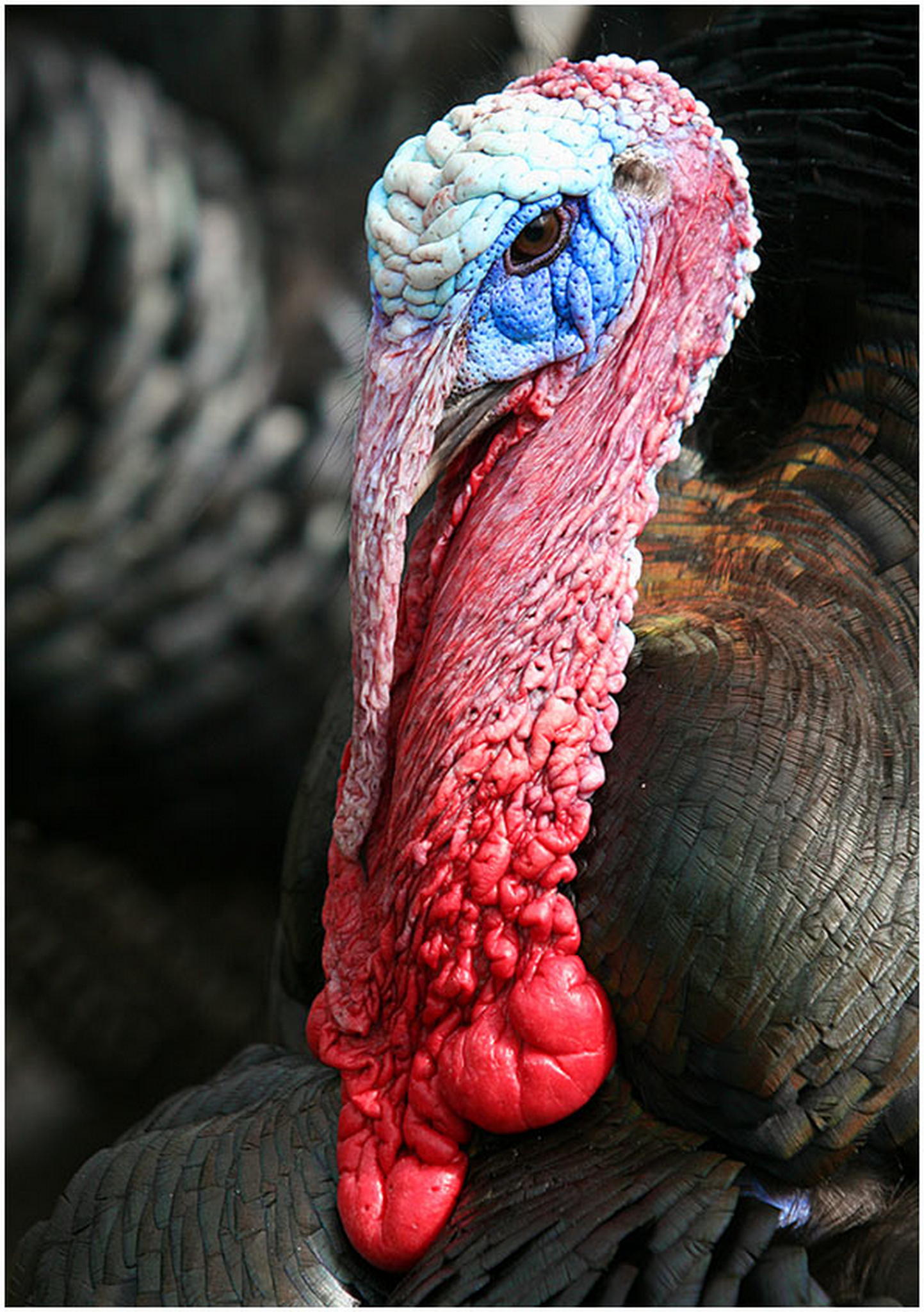 Schnheitsfarm 6011071288 o