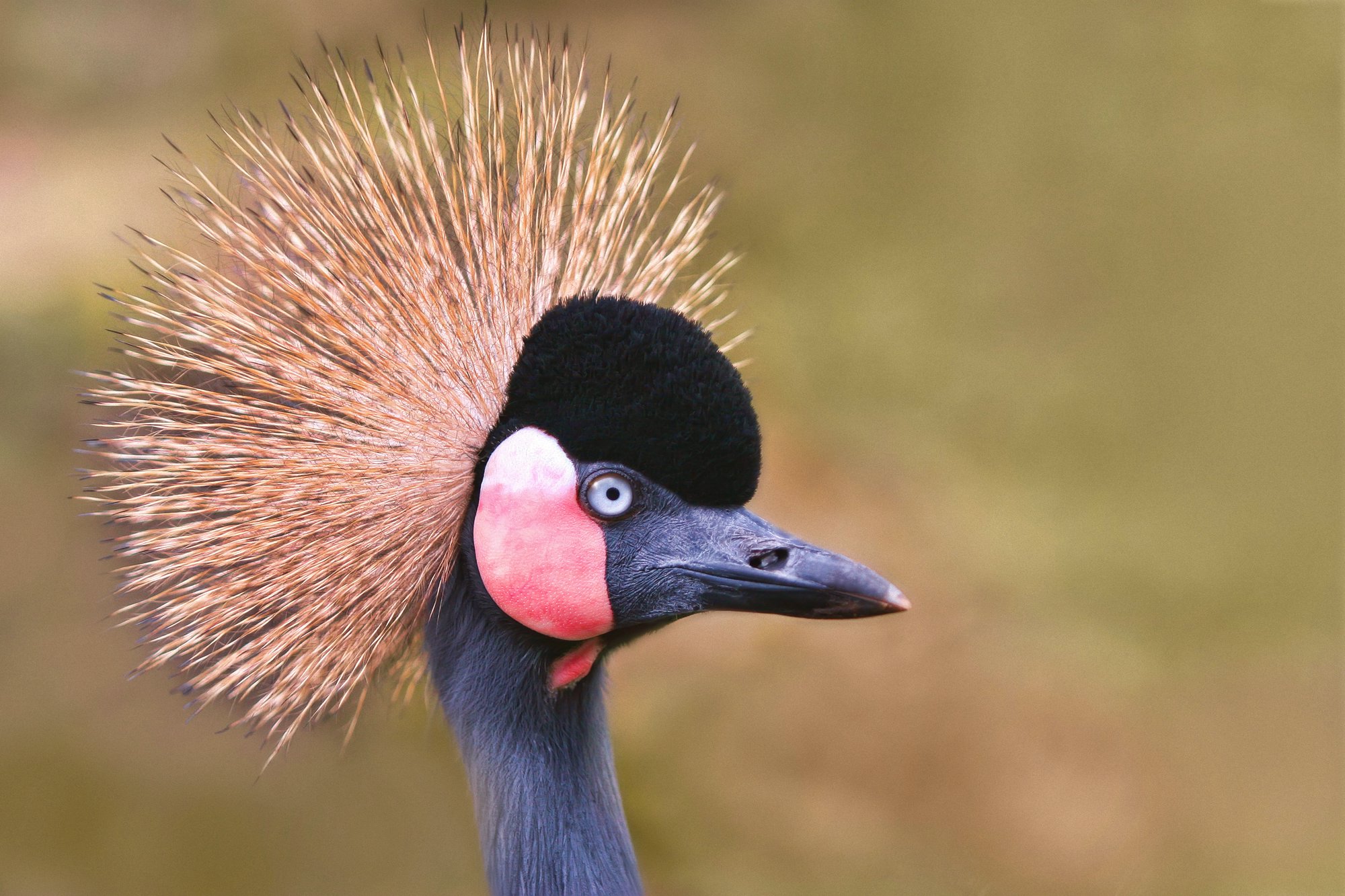 Schnheitsideal 13567267815 o