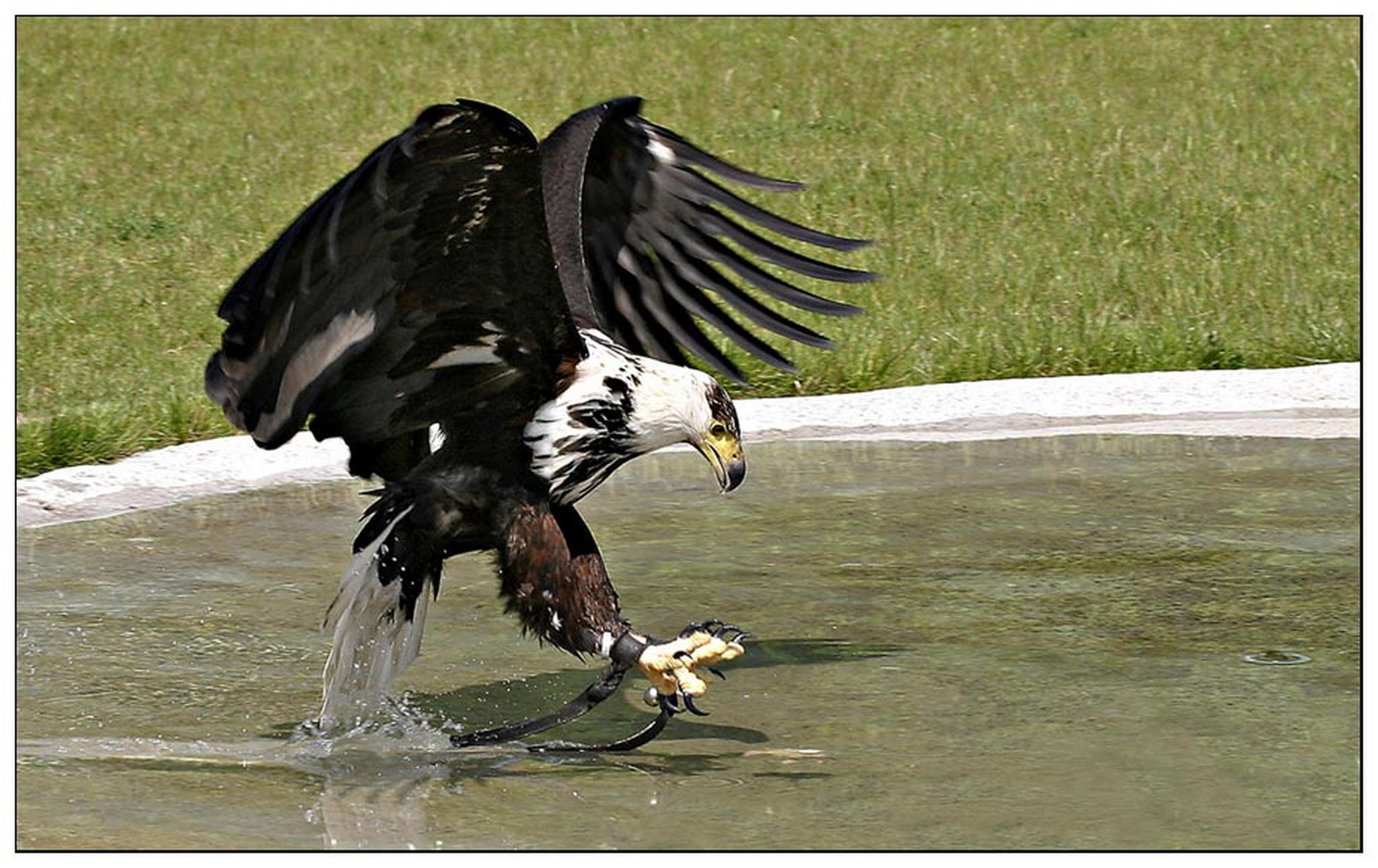 Schreiseeadler beim beuteflug 6011376870 o