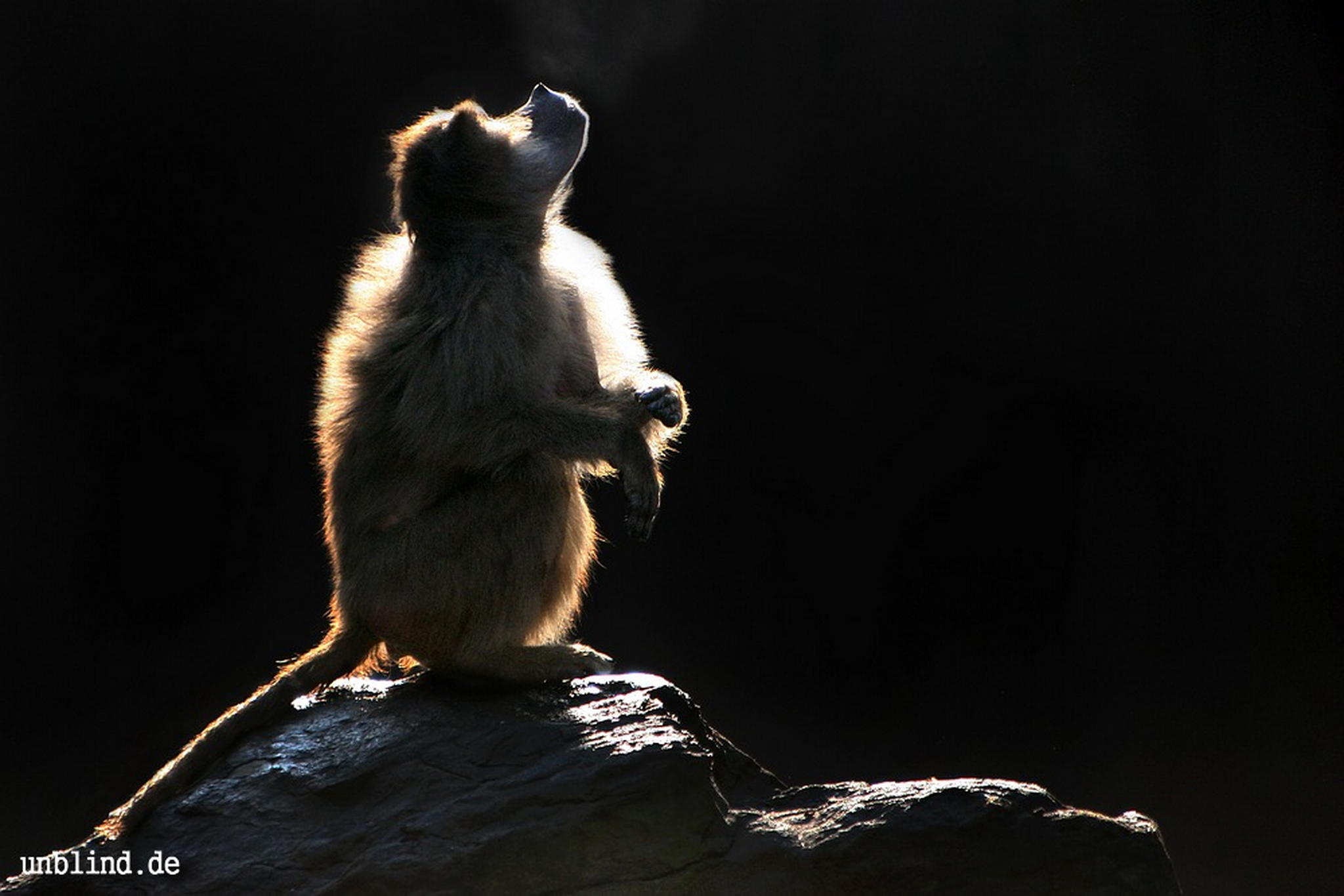 Sonnenanbeter 6273439732 o