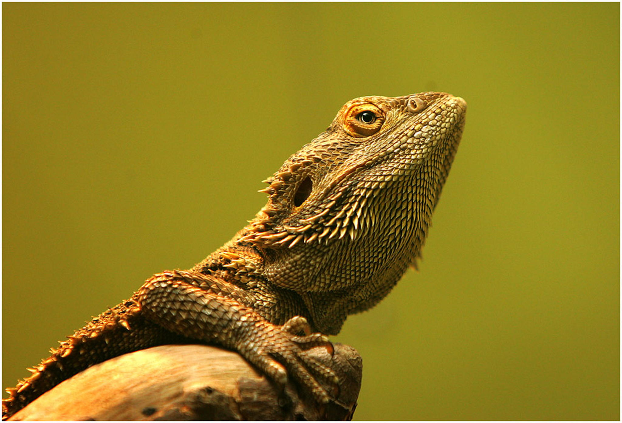 Stachlig 6010466429 o