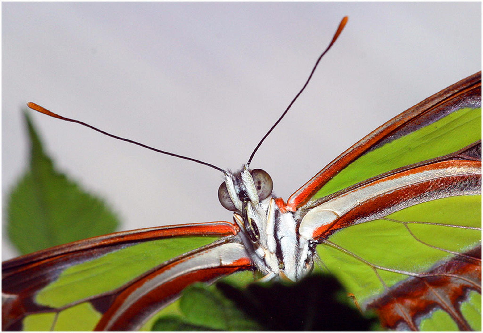 Stillhalten frs portrt 6010551005 o