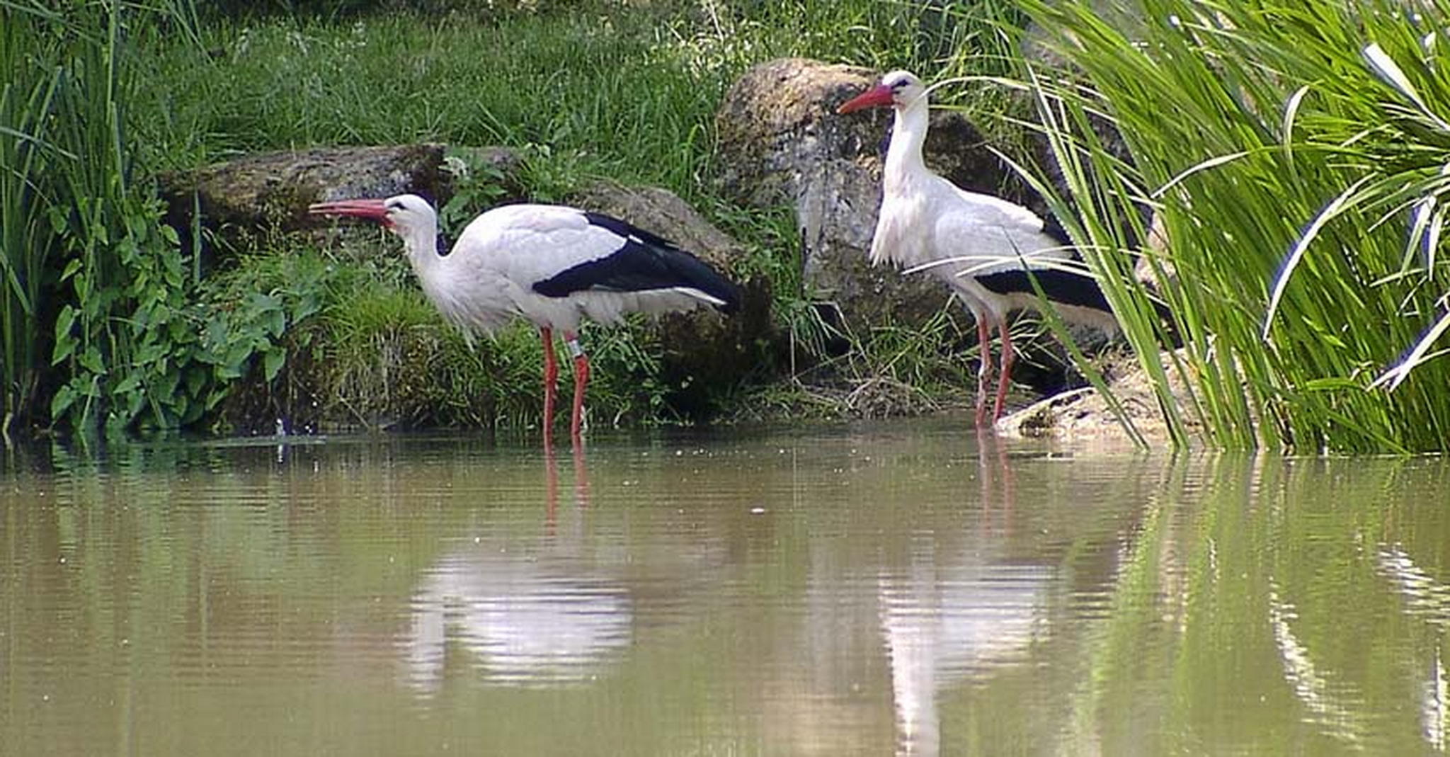 Strche beim wasserfassen 6013136397 o