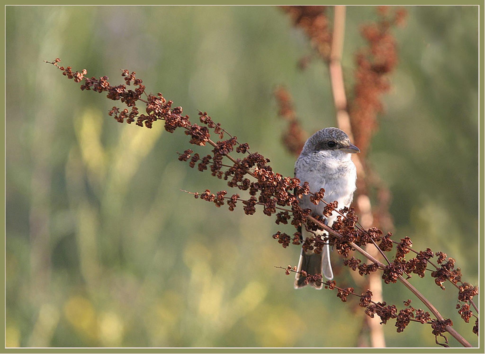 Strohwittwer 6010825527 o