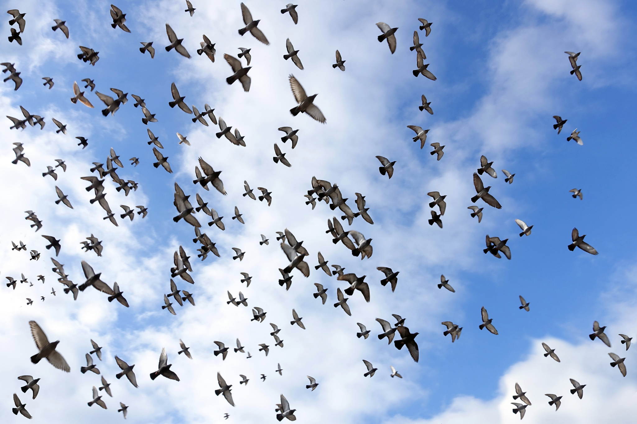 Suche den vogel 15992306983 o