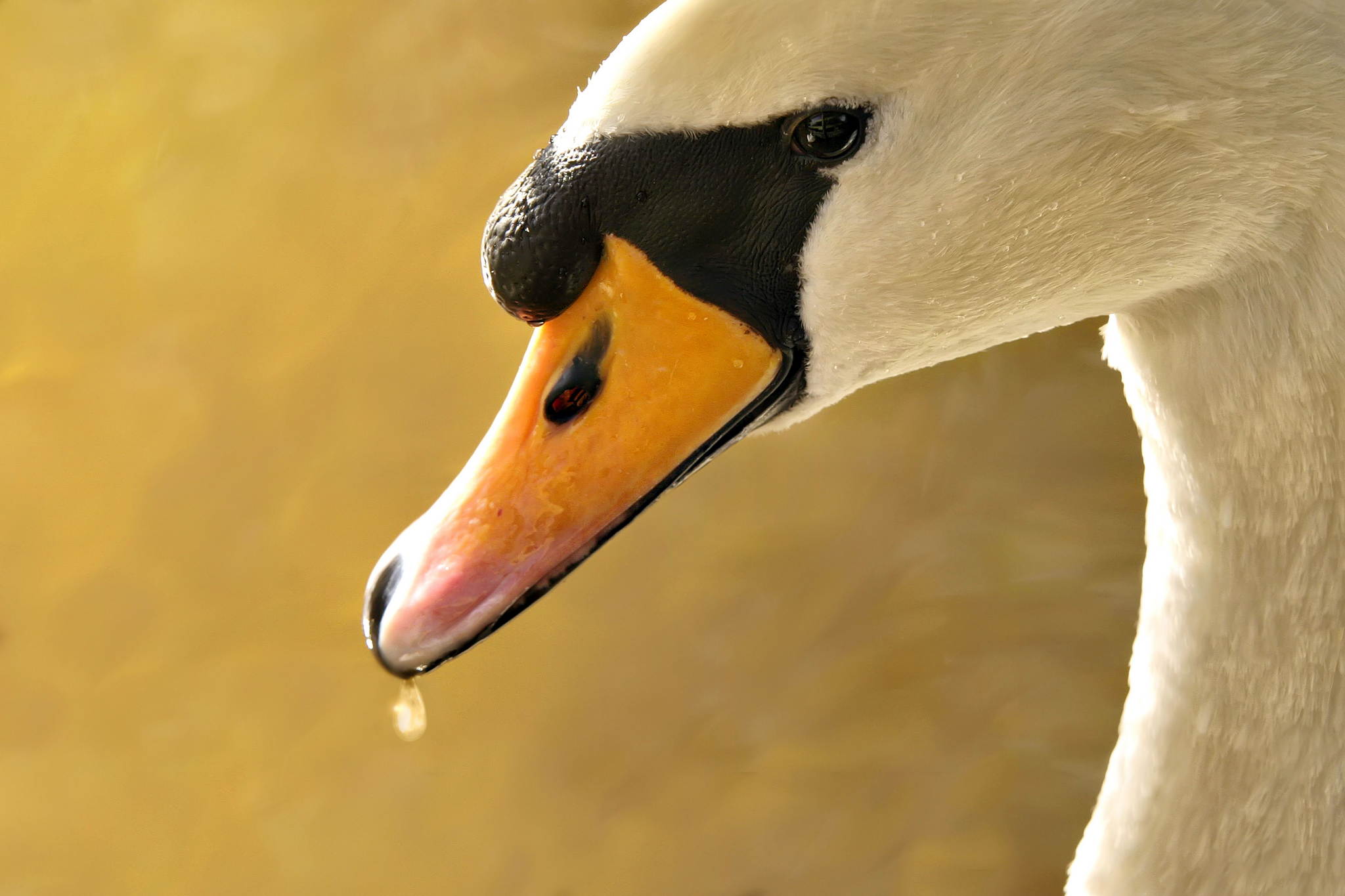 Swanlake 13814866483 o