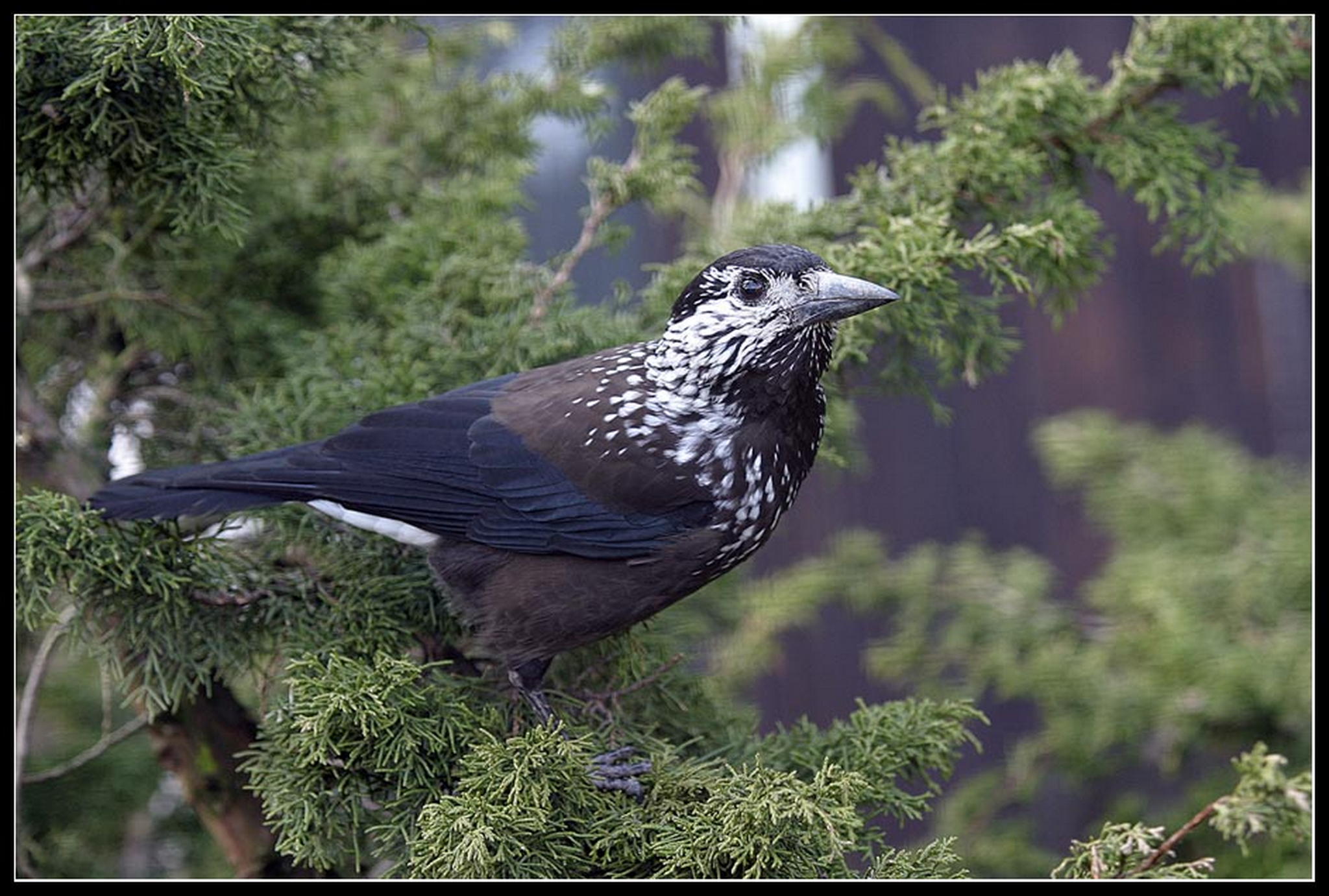 Tannenhher 6010523269 o