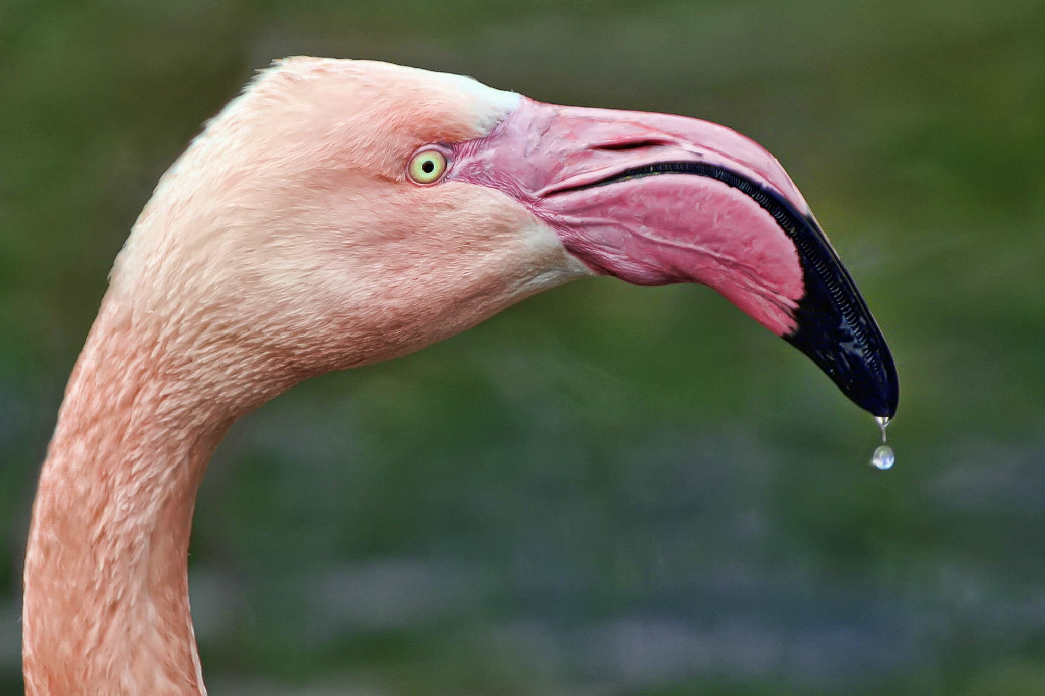 Trpfchen 13932492095 o