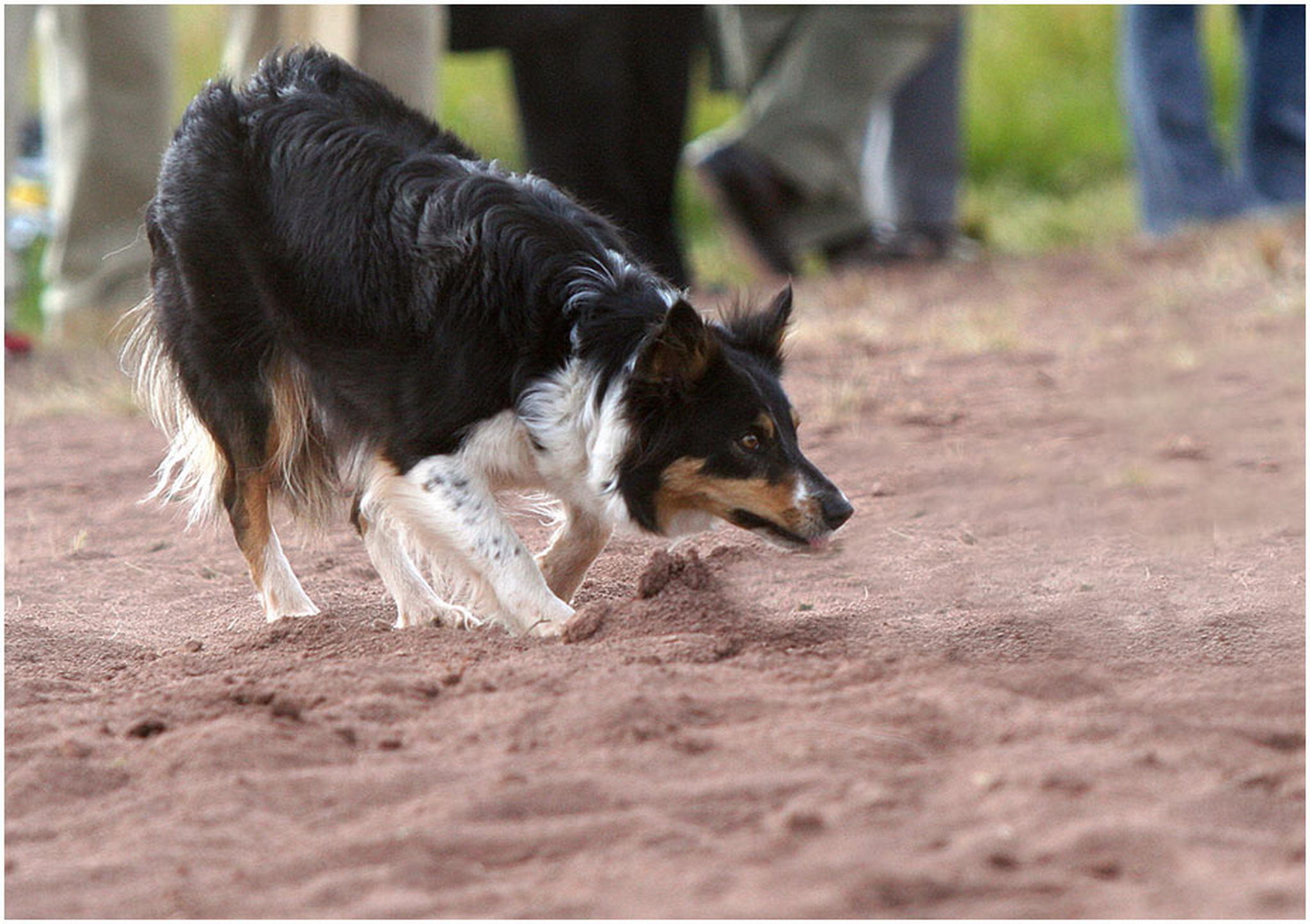 Typisch border 6010539407 o