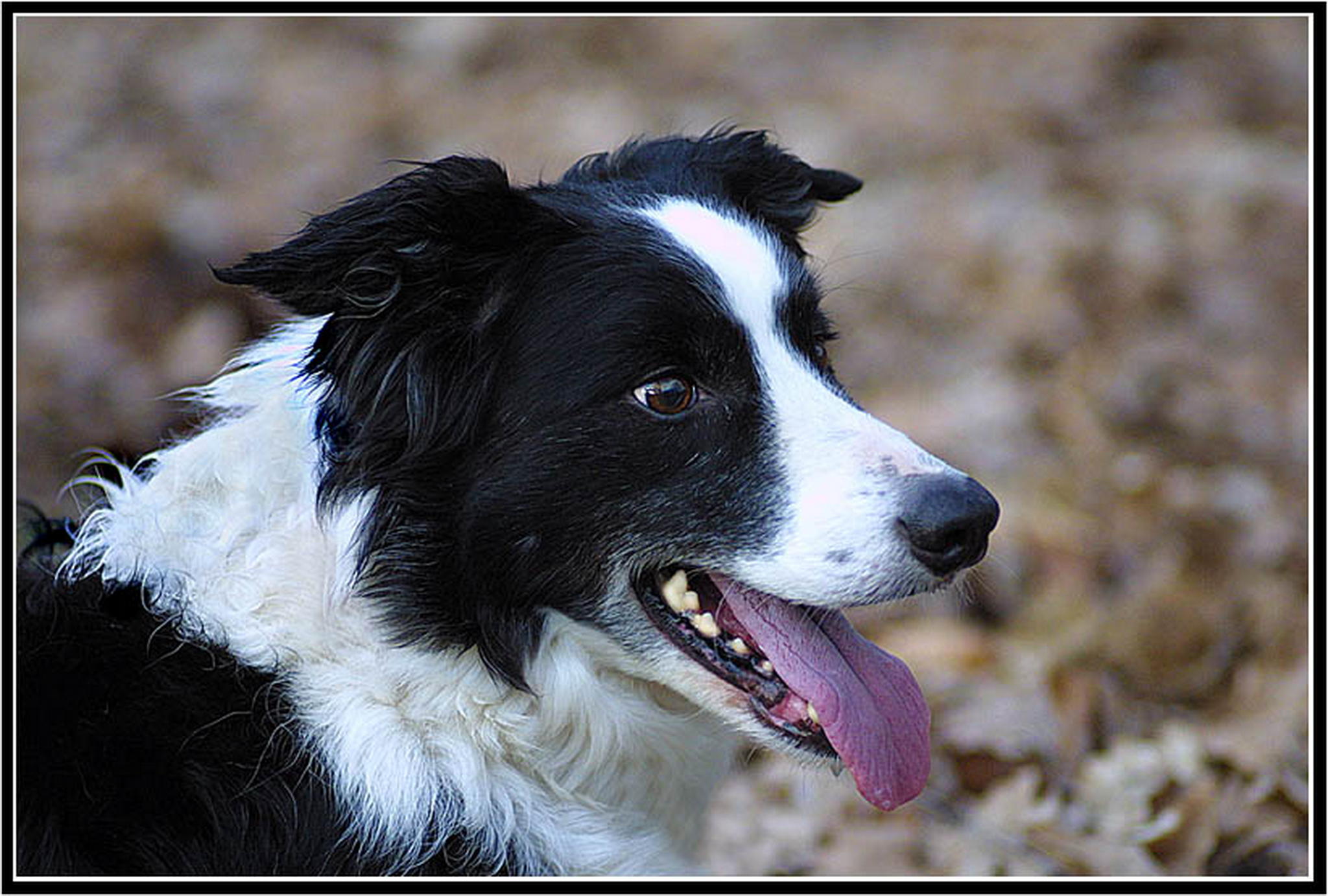 Unser scotty 6013689834 o