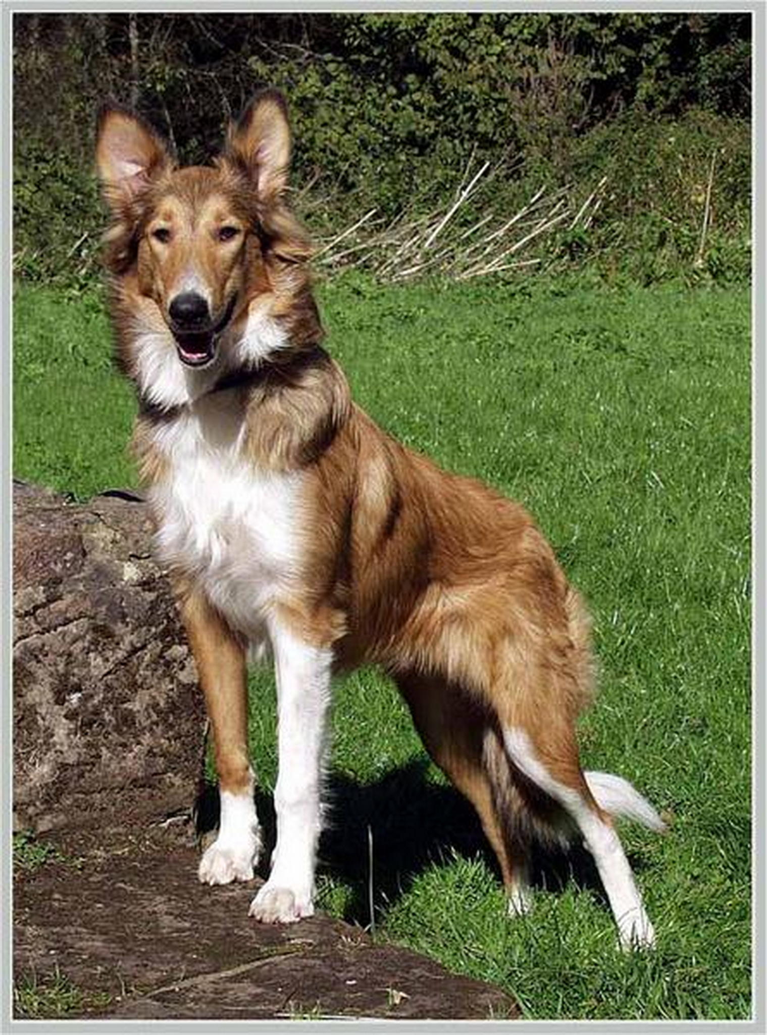 Unsere millie 6013694584 o