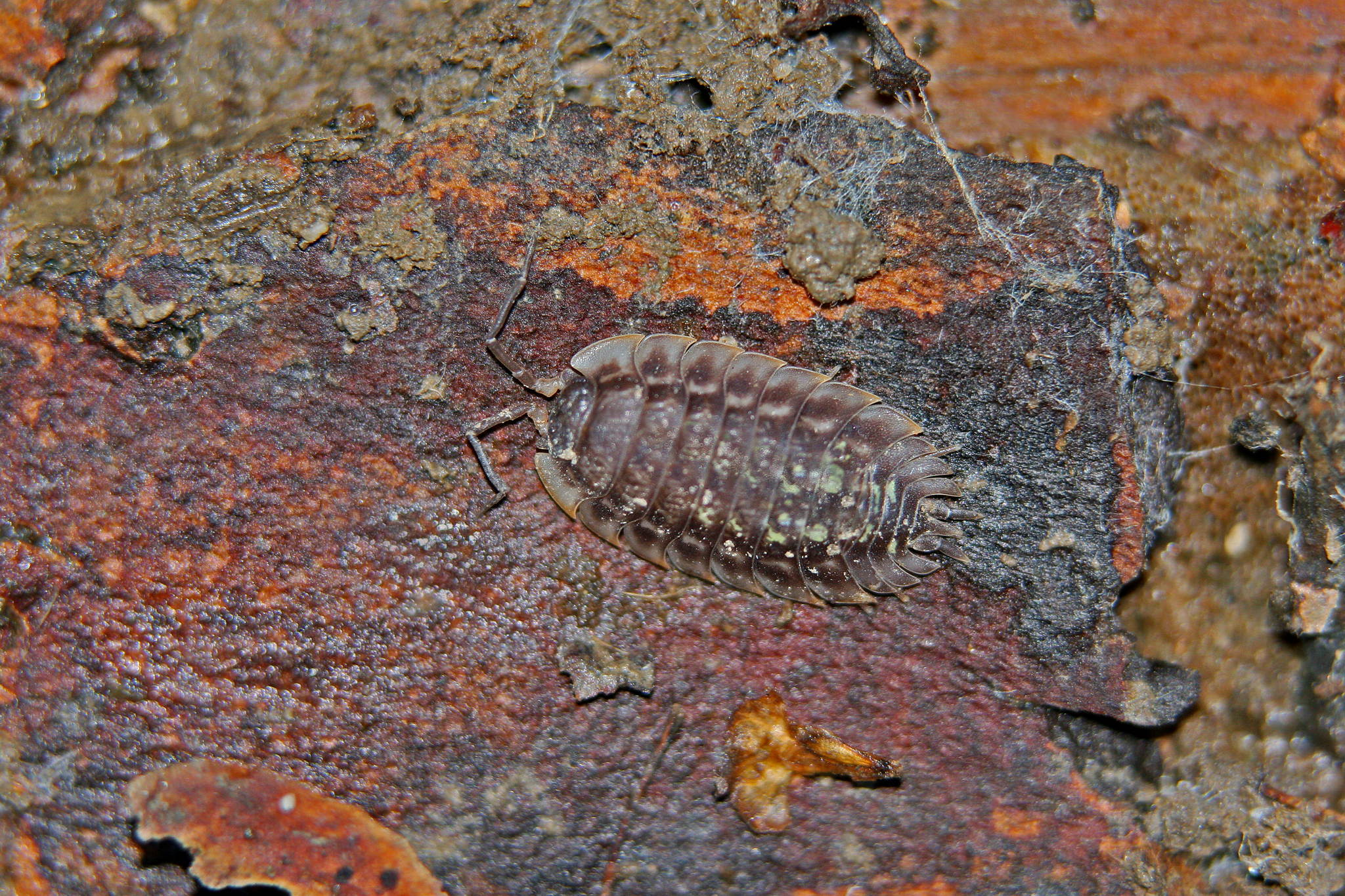 Urviech 41009364511 o