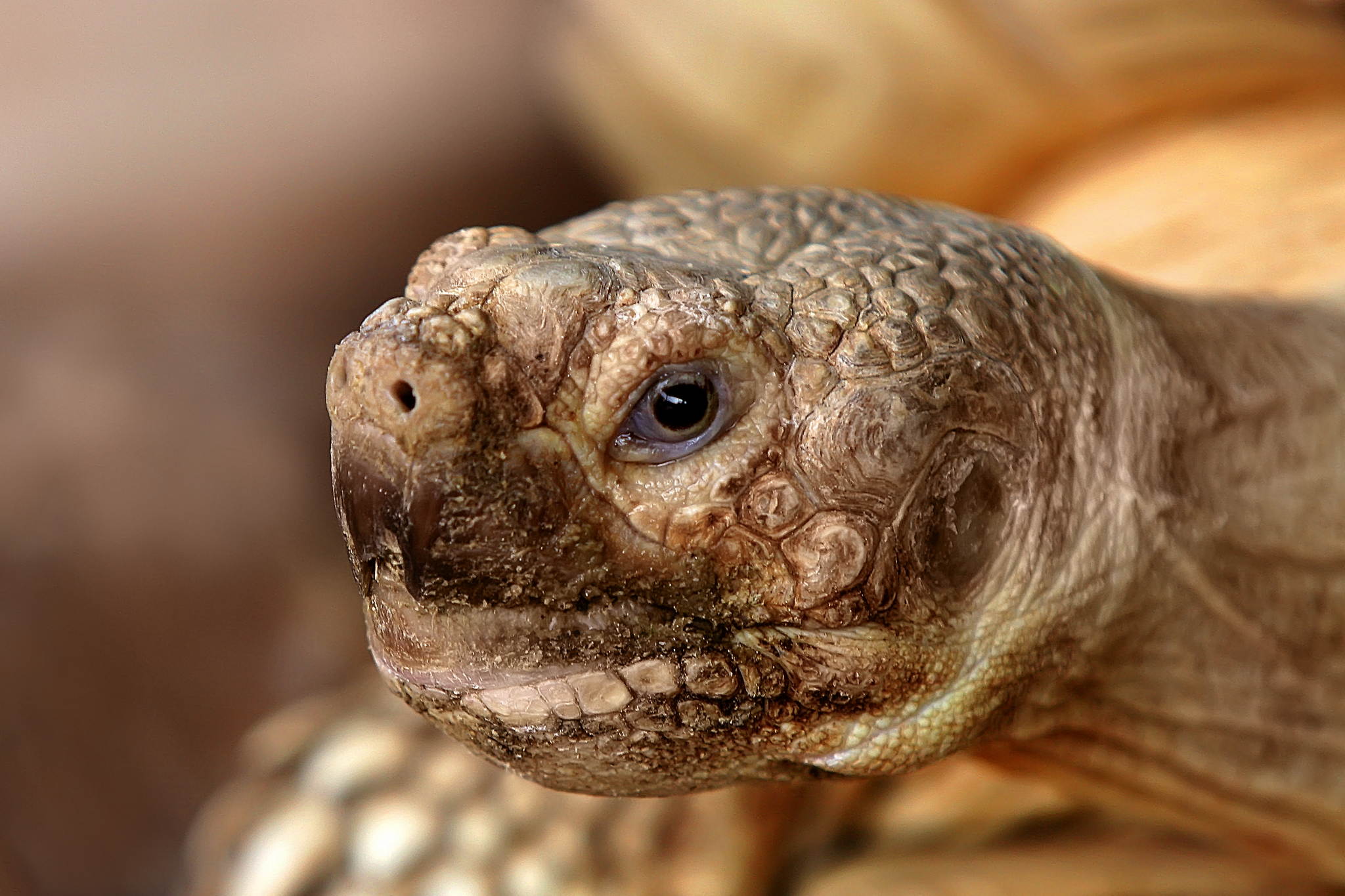 Urvieh 13641501263 o