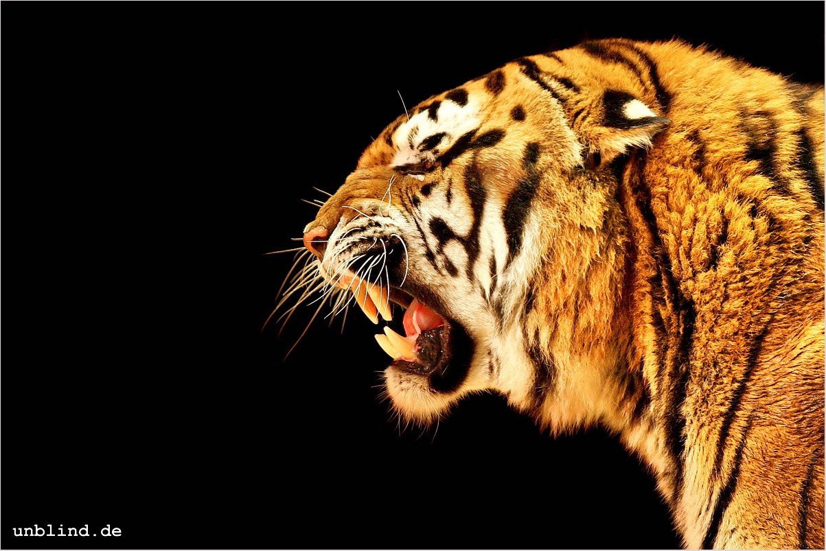 Vegetarier 8529080012 o