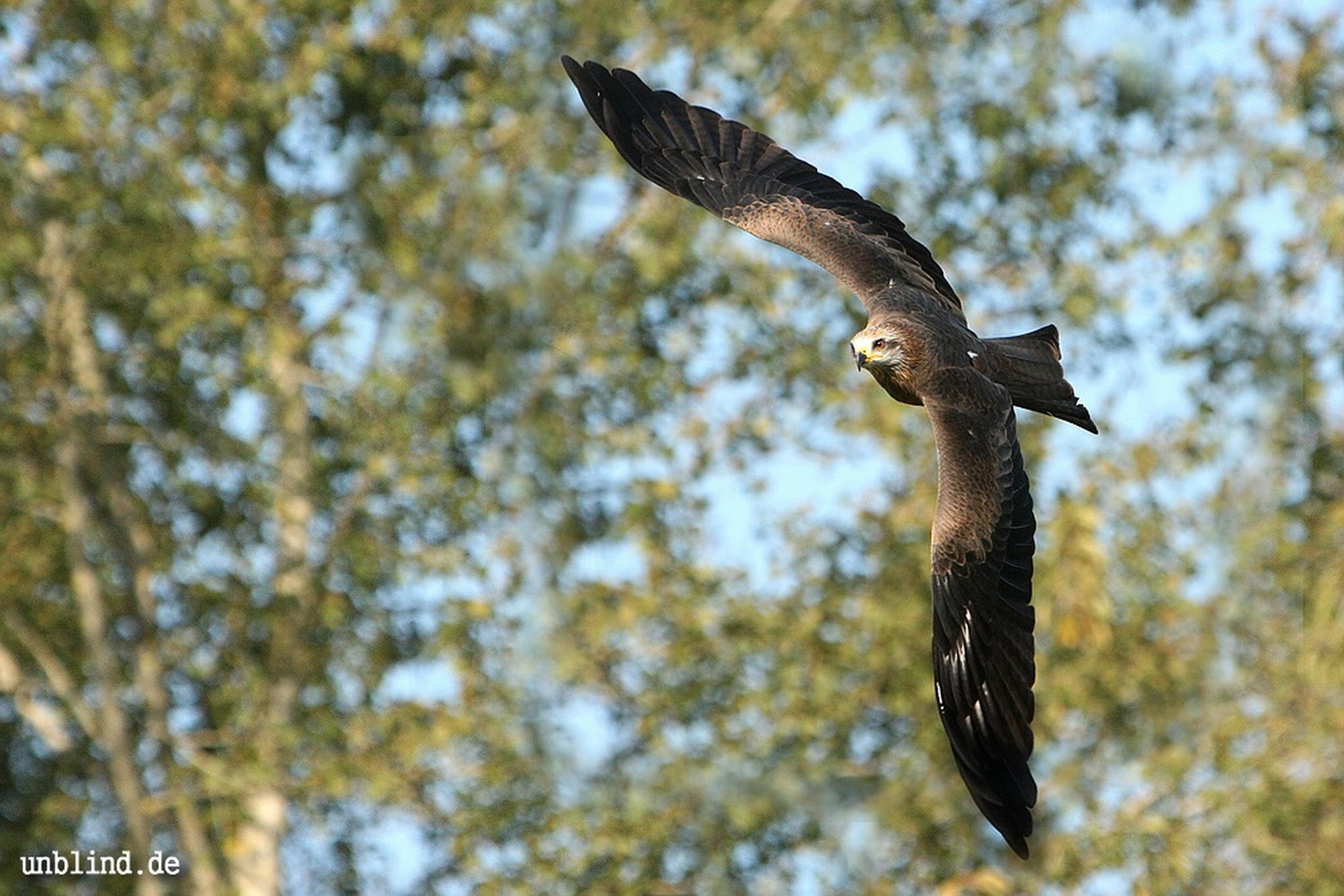 Vgelchen 6273594330 o