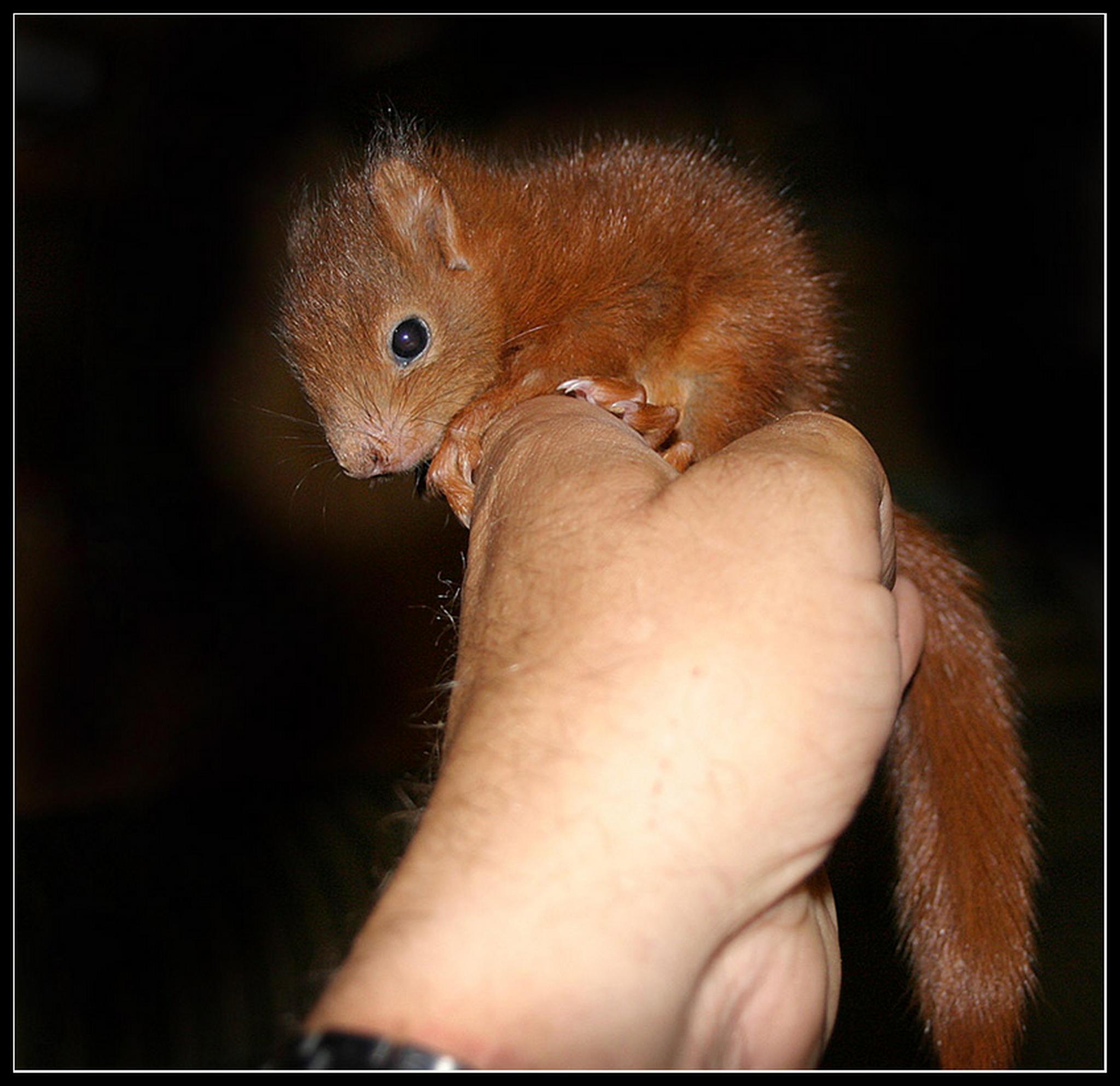 Victor hat glck gehabt 6011376228 o