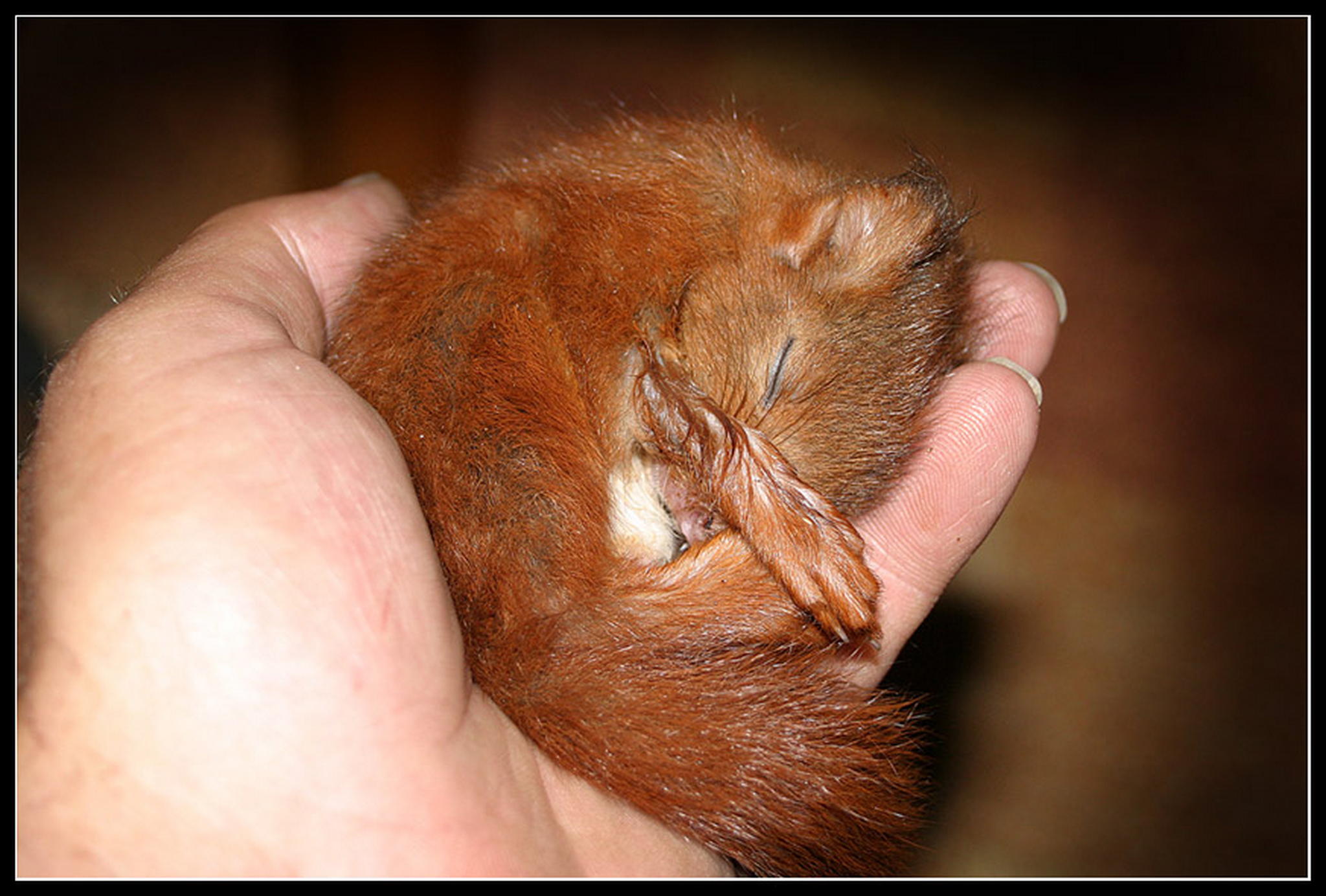 Victor heit er 6011376168 o